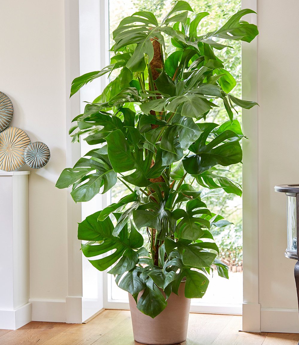 BALDUR Garten Zimmerpflanze Monstera Pertusum am Moosstab ca. 120 cm hoch, 1 St., Fensterblatt, pflegeleicht