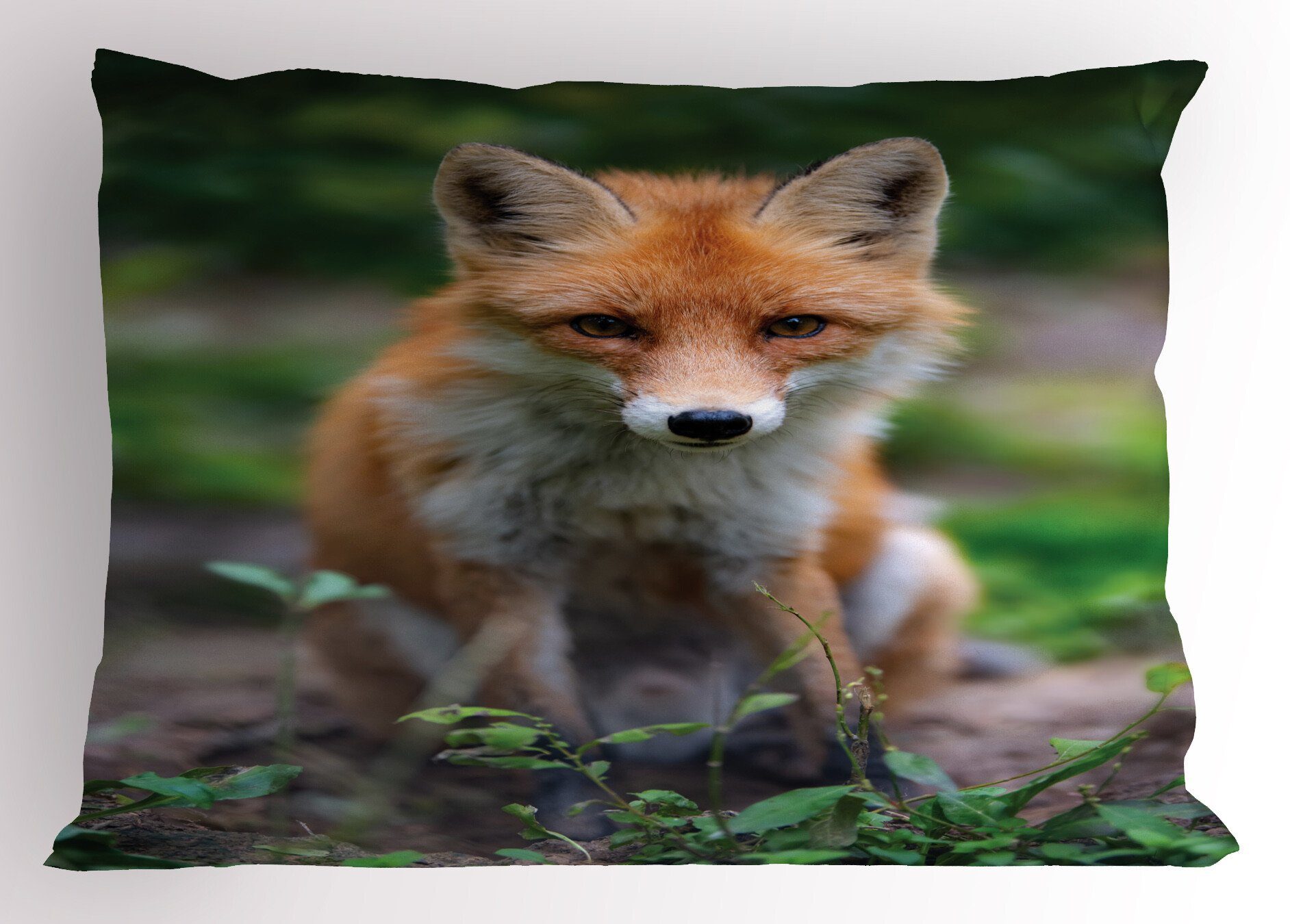 Size Abakuhaus Standard Coyote Fuchs Junge Kissenbezüge (1 Stück), King Foto Gedruckter Dekorativer Kissenbezug,