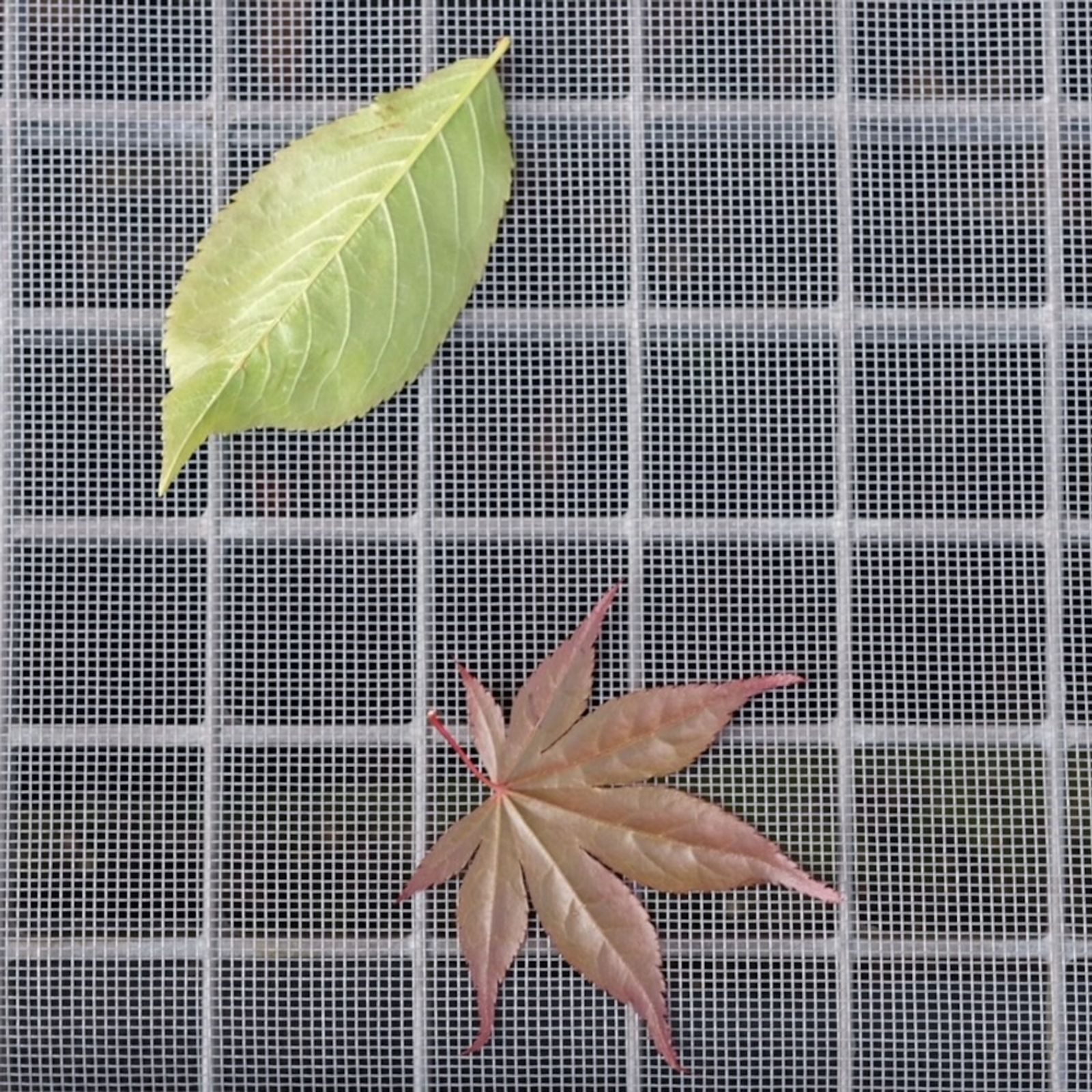 GARDAMO Fliegengitter-Gewebe Lichtschachtabdeckung 135x70 cm grau Schutz vor Laub & Insekten
