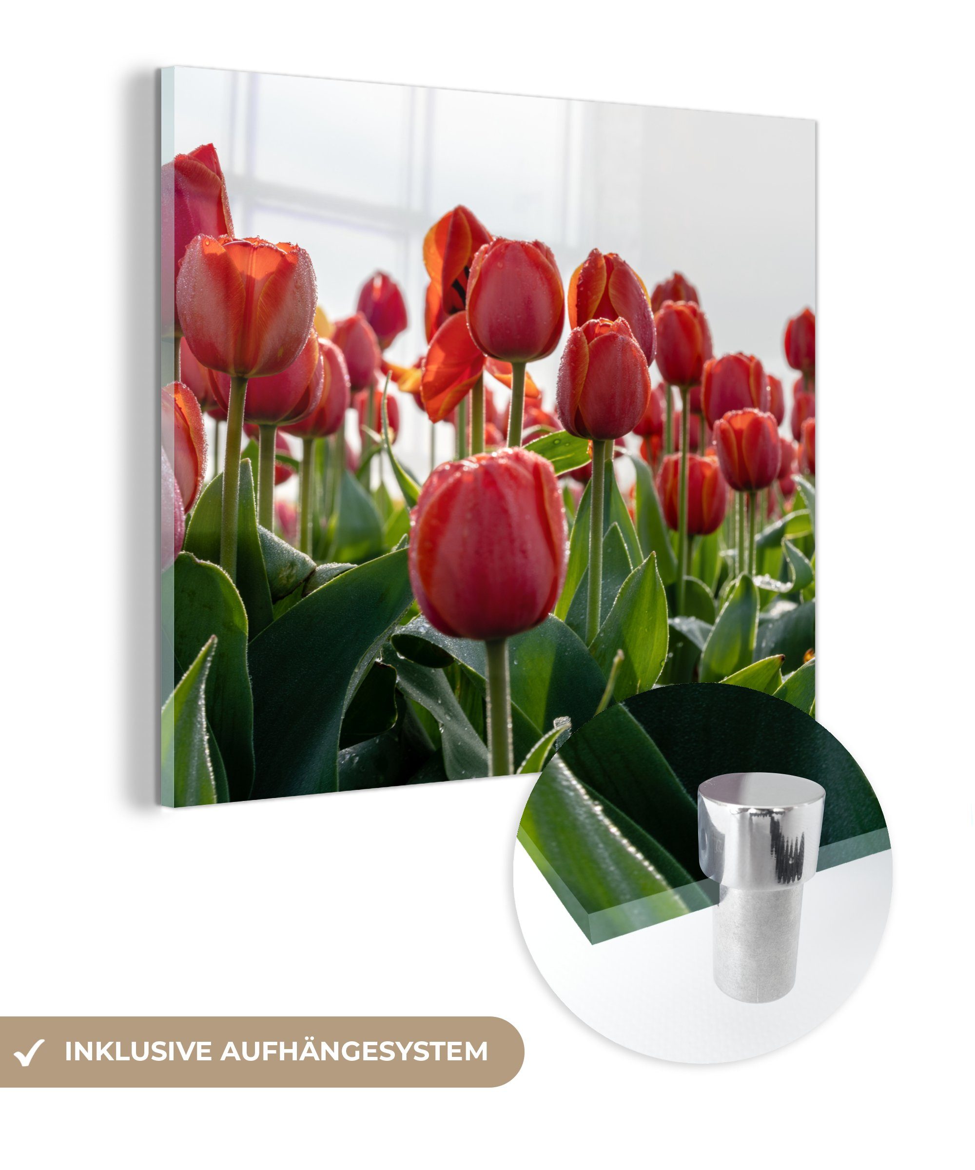 MuchoWow Acrylglasbild Ein Gebiet mit roten Tulpen in den Niederlanden, (1 St), Glasbilder - Bilder auf Glas Wandbild - Foto auf Glas - Wanddekoration