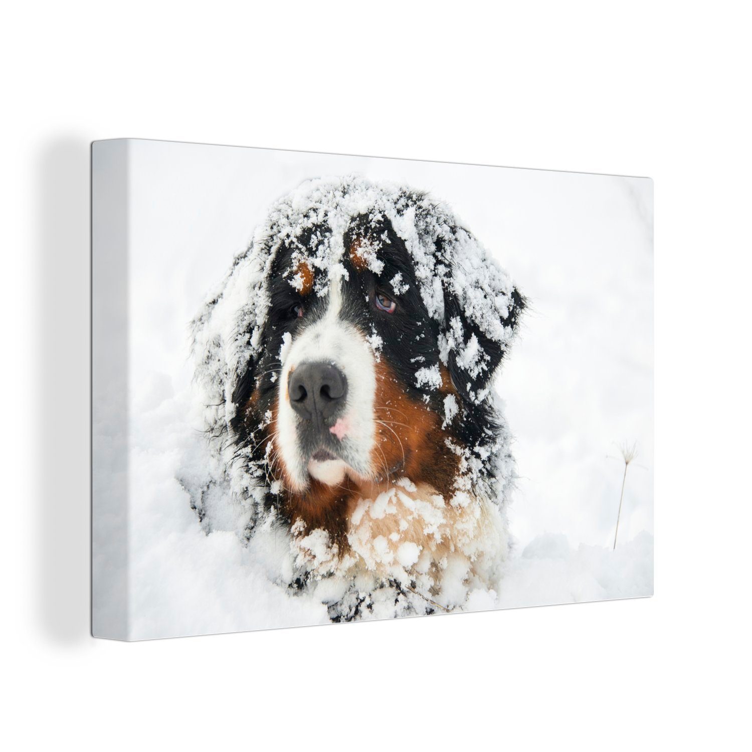 OneMillionCanvasses® Leinwandbild Snowy Berner Sennenhund, (1 St), Wandbild Leinwandbilder, Aufhängefertig, Wanddeko, 30x20 cm