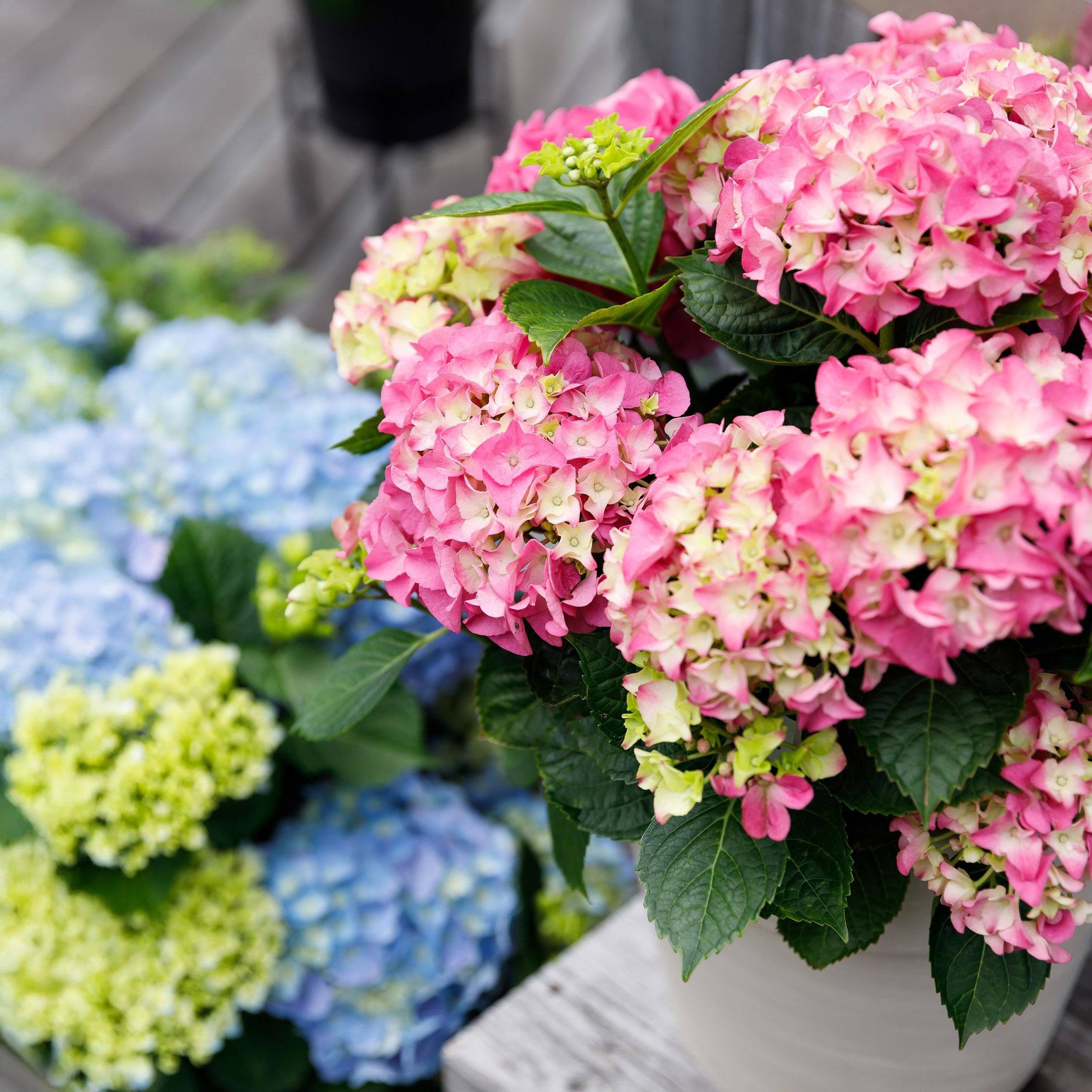 Exotenherz Beetpflanze Exotenherz - Hortensia - Hydrangea - Rosa - 7-12 Blühten - 23cm Topf