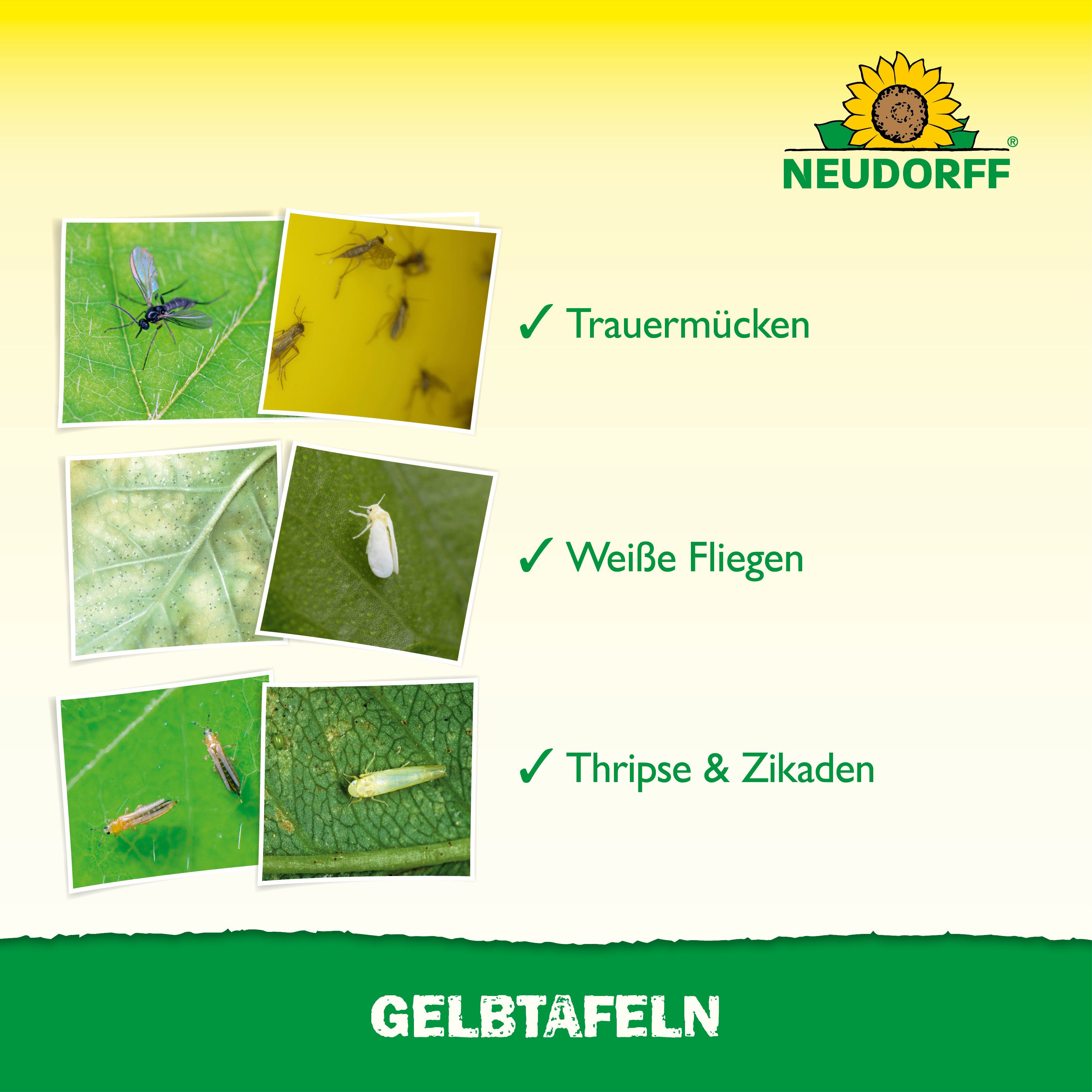 Neudorff Klebefalle Gelbtafeln (kleinformatig) 21 Stück, 21 beidseitig beleimte Gelbtafeln gegen fliegende Schädlinge – Bild 4 von 5
