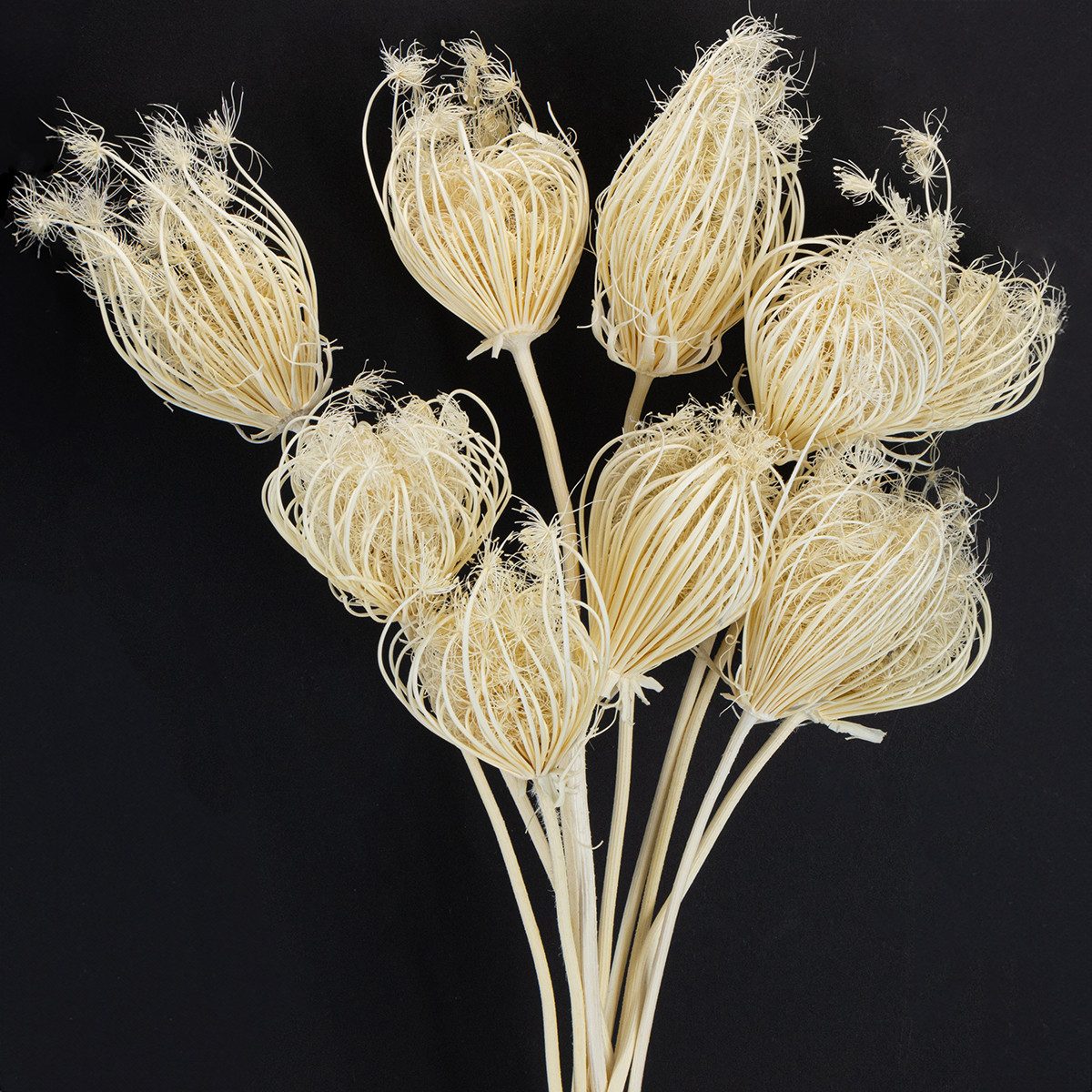 Florists Products Bastelnaturmaterial Filigrane dekorative Fenchelstiele für edle, 10 Stück