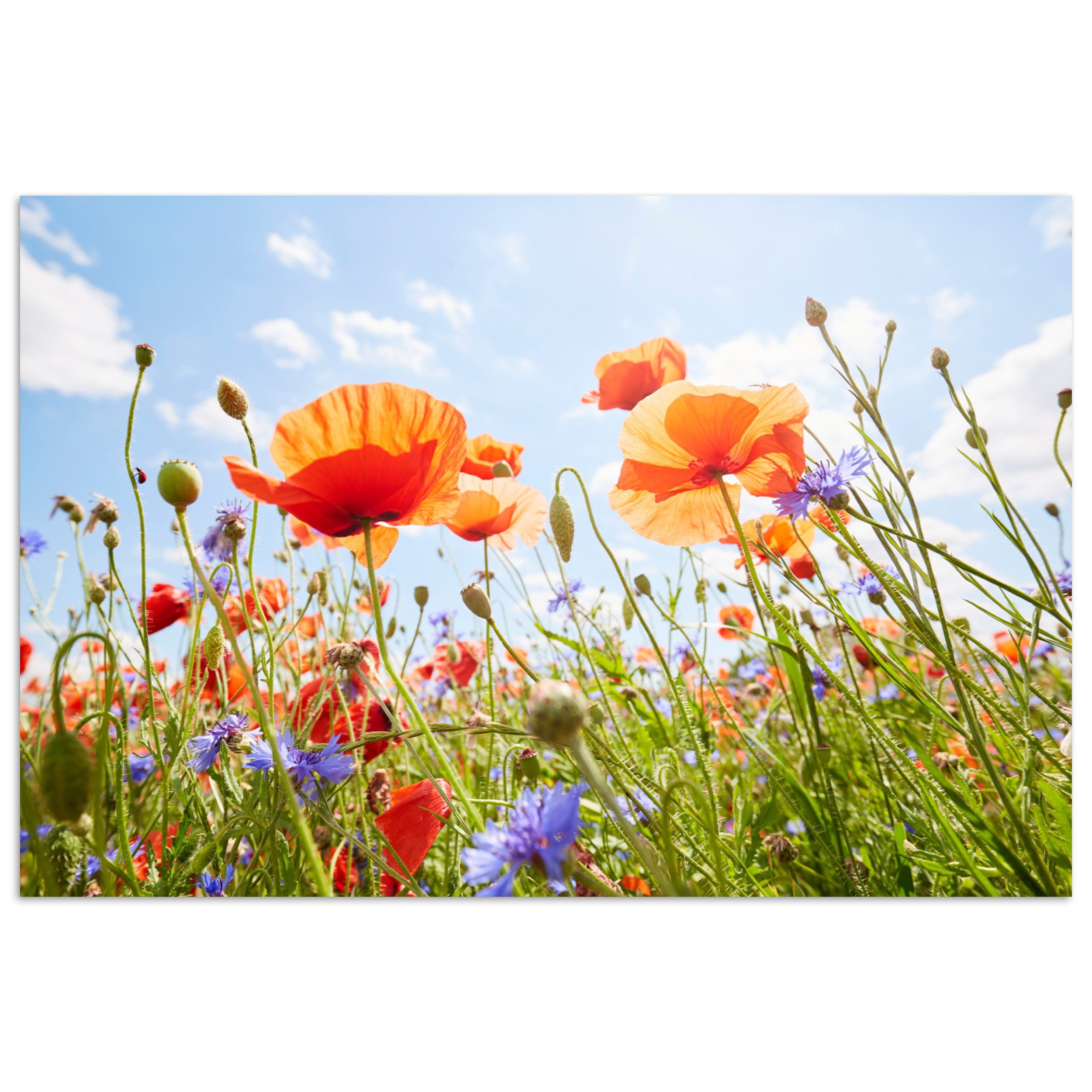 MuchoWow Poster Blumen - Mohn - Frühling - Natur - Rot - Blau, (1 St), Poster ohne Rahmen, Wandbild, Wandposter, 30x20 cm