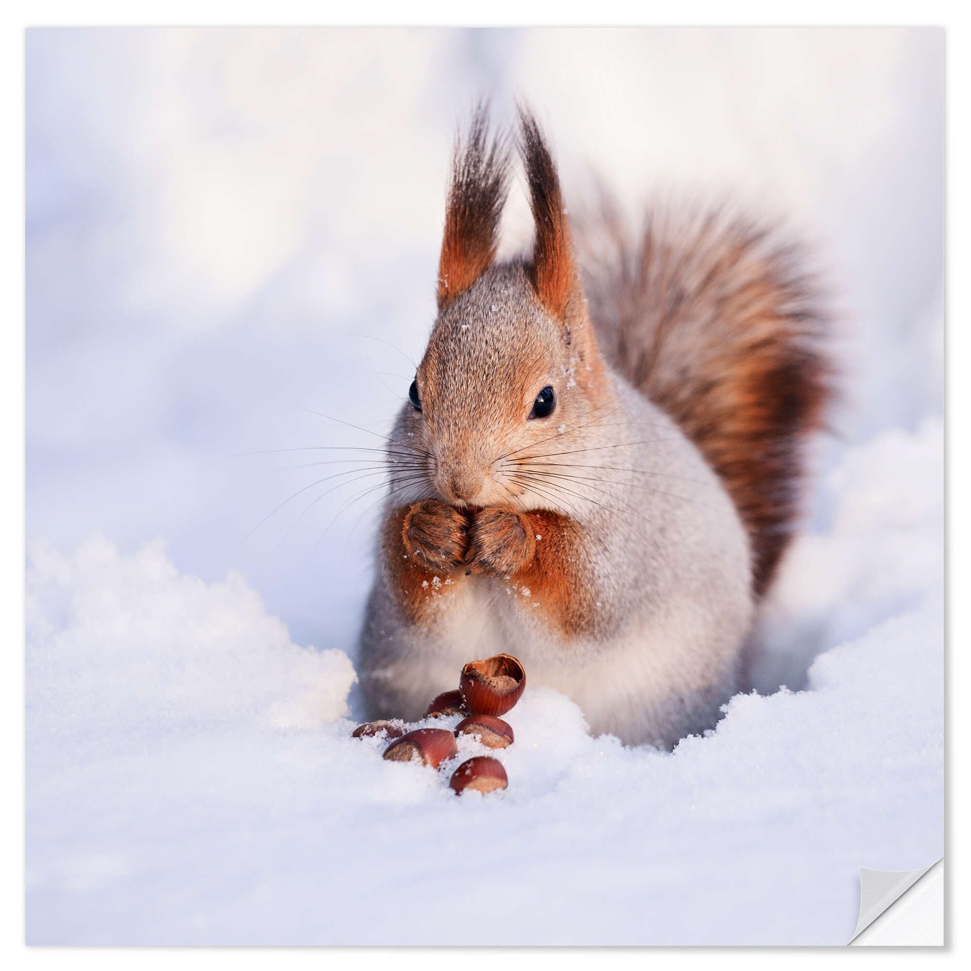 Posterlounge Wandfolie Editors Choice, Eichhörnchen im Schnee, Fotografie