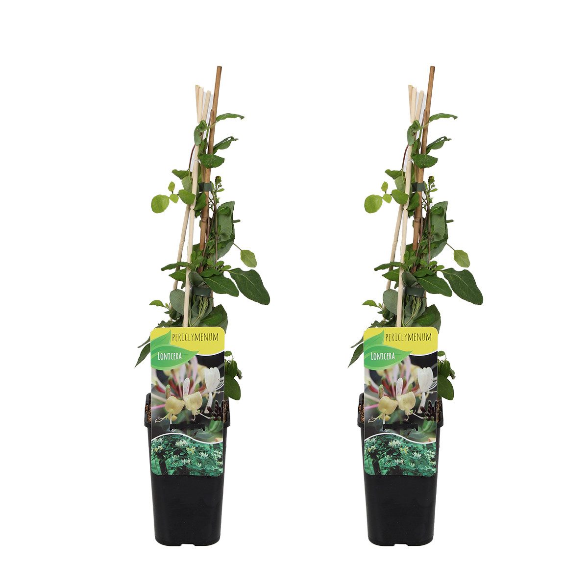 Bloomique Kletterpflanze 2er-Set Lonicera Periclymenum, Geißblatt, Gelb, 70-80 cm, Topf 15 cm, 2 St.