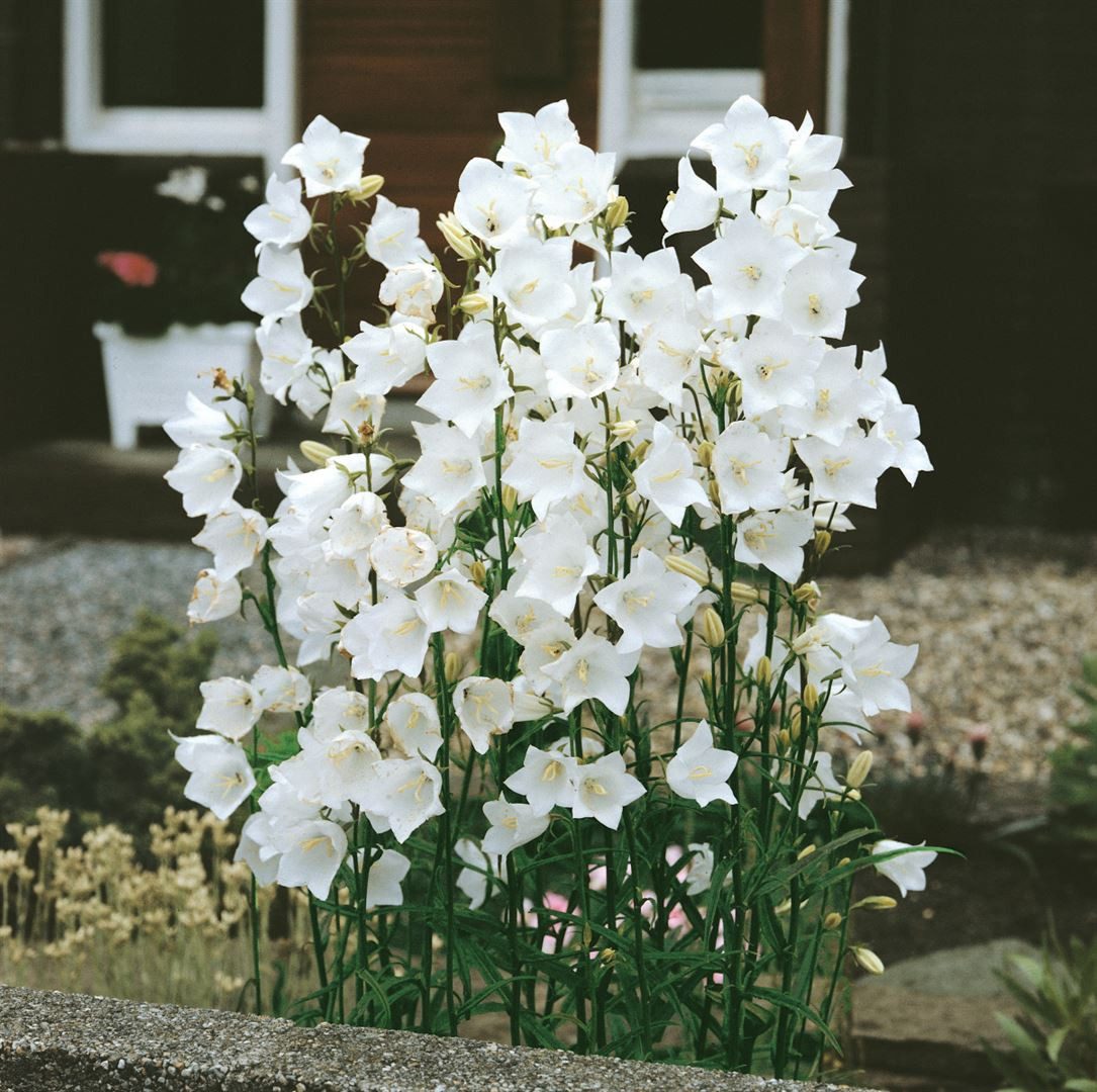 Pflanzen für Dich Staude Campanula pers. Grandiflora Alba, 1 St., Pfirsichblättrige Glockenblume