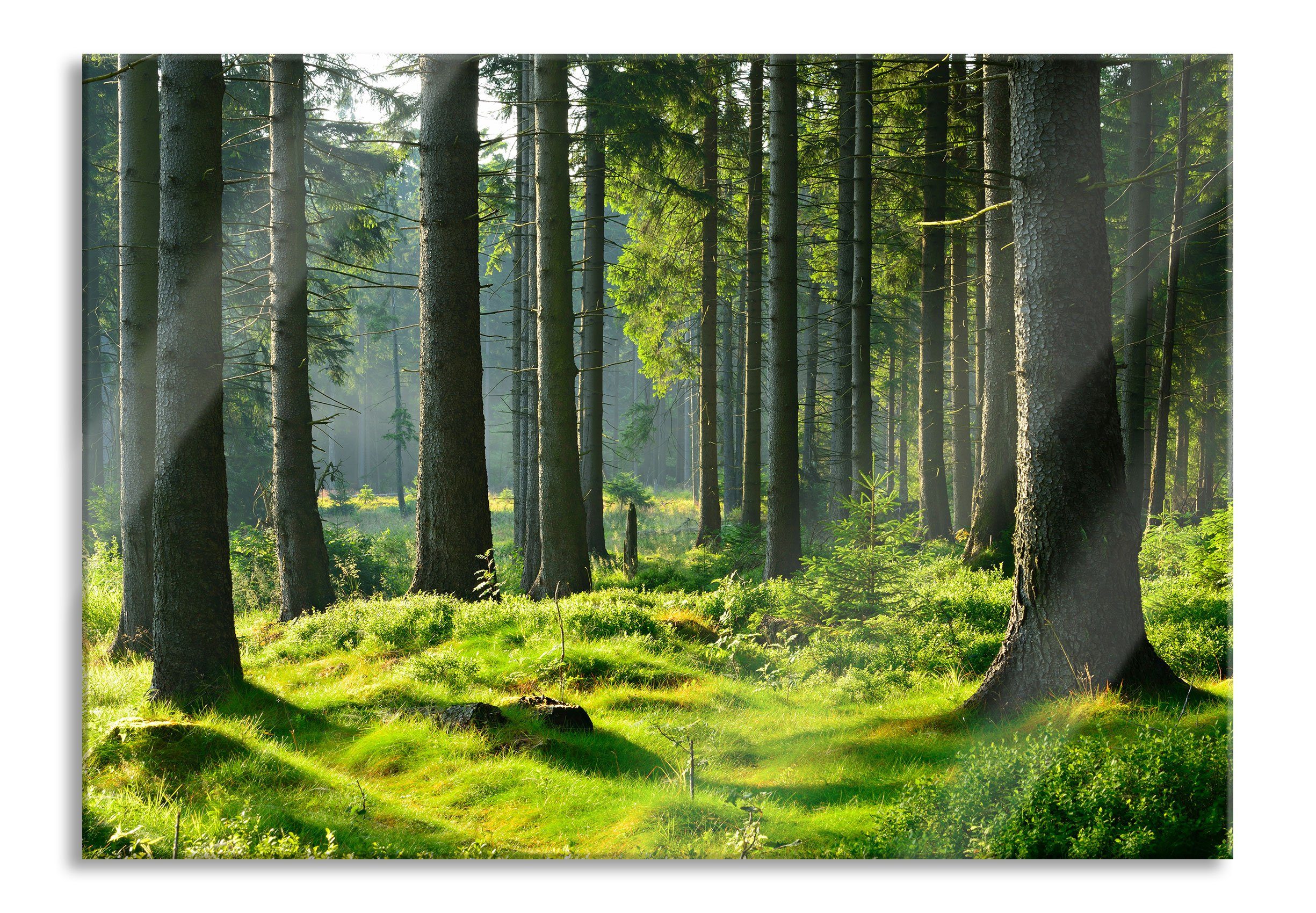 Pixxprint Glasbild sonniger Tag im Wald, günstig online kaufen