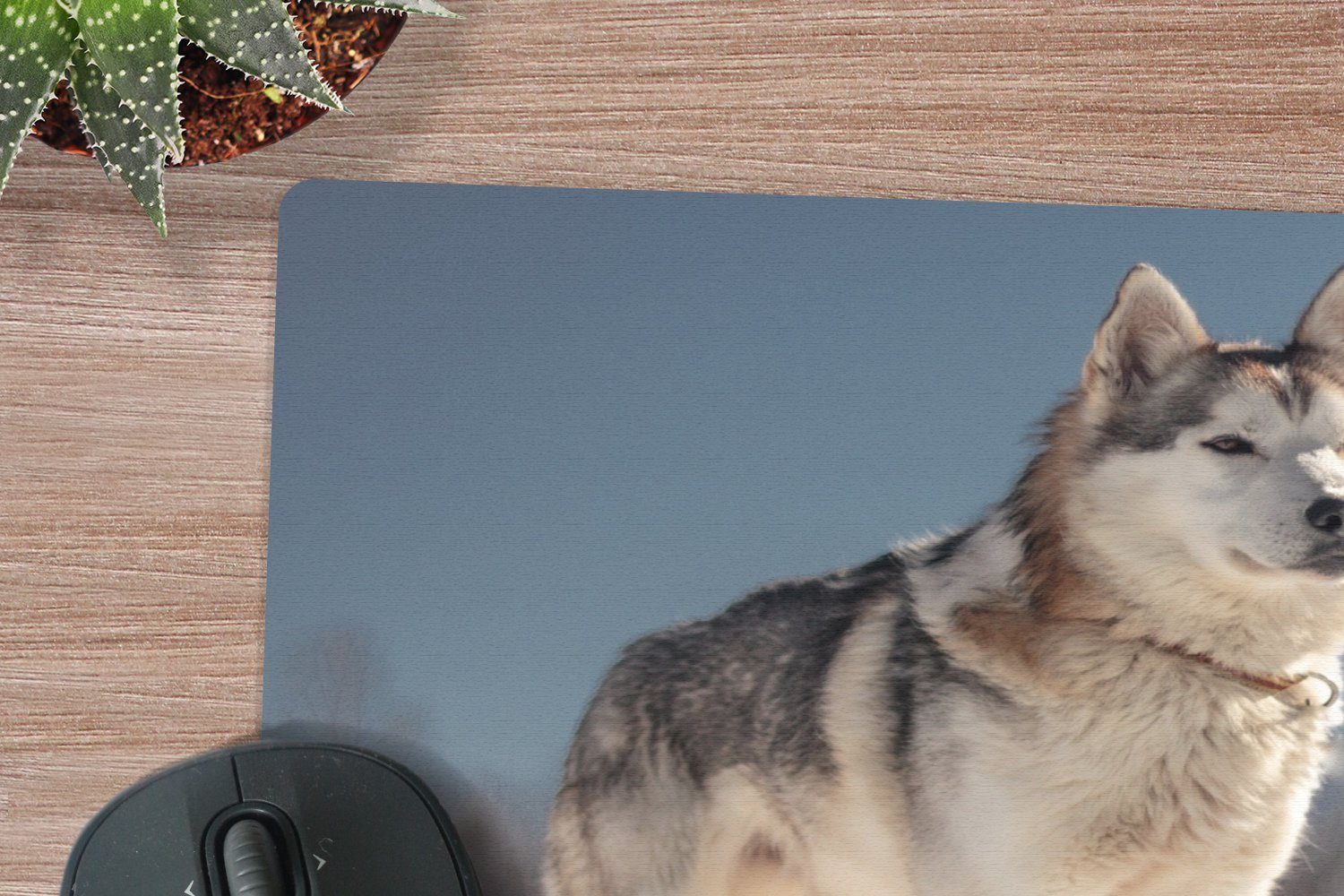 MuchoWow Mauspad Husky im Schnee (1-St), Mauspad, Büro Zubehör, Dekoration, Desk Mat, 30x30 cm