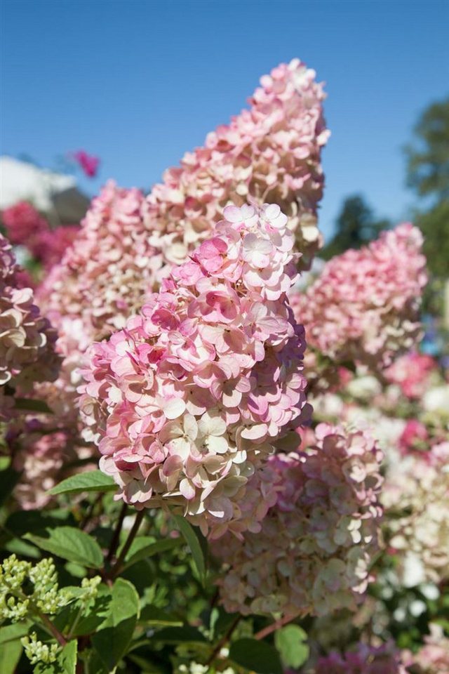 Pflanzen für Dich Gehölze Hydrangea pan. Sundae Fraise, 1 St., Rispenhortensie