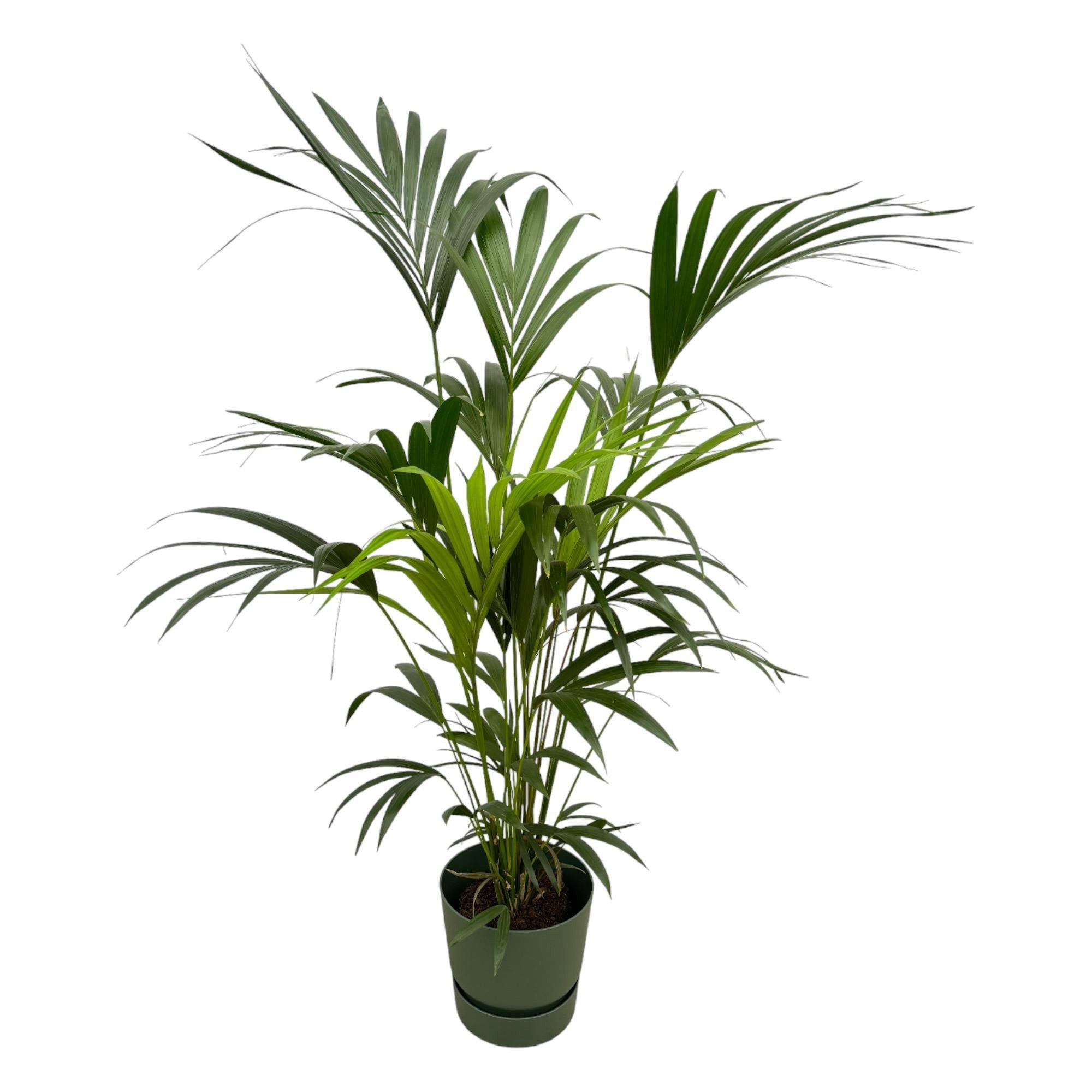 Florora Zimmerpflanze Howea forsteriana – Kentia-Palme – 160 cm