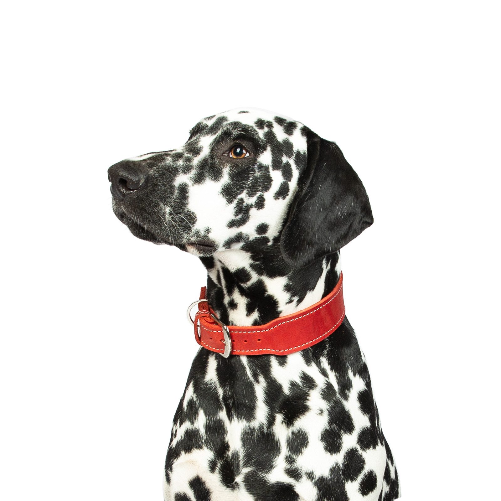 CopcoPet Hunde-Halsband Hundehalsband - Zoe, Robust, nachhaltig, Naturprodukt. Handgefertigt