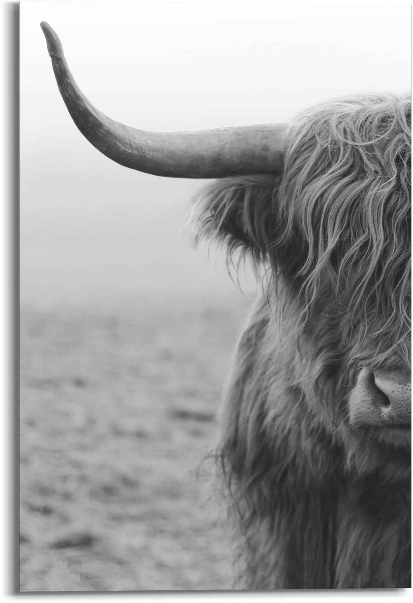 Pixxprint Highland Rind mit großen Hörnern Steppe B&W Detail als Leinwandbild/Größe 120x80 cm/Wandbild/Kunstdruck/fertig bespannt