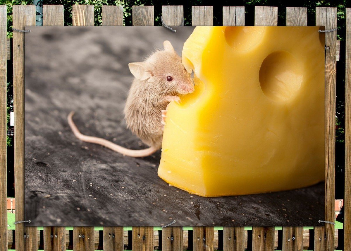Thumbnail - Wallario Sichtschutzzaunmatten Süße Maus knabbert an einem Käse in der Küche