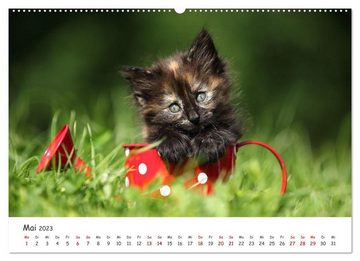 CALVENDO Wandkalender Süße Kätzchen - cute kittens (Premium, hochwertiger DIN A2 Wandkalender 2023, Kunstdruck in Hochglanz)