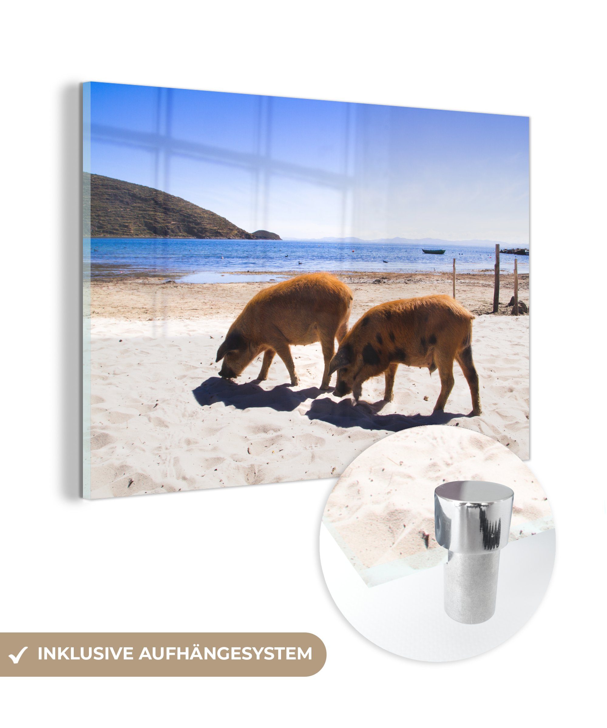 MuchoWow Acrylglasbild Schweine - Sommer Acrylglasbilder & - Schlafzimmer Wohnzimmer (1 St), Strand