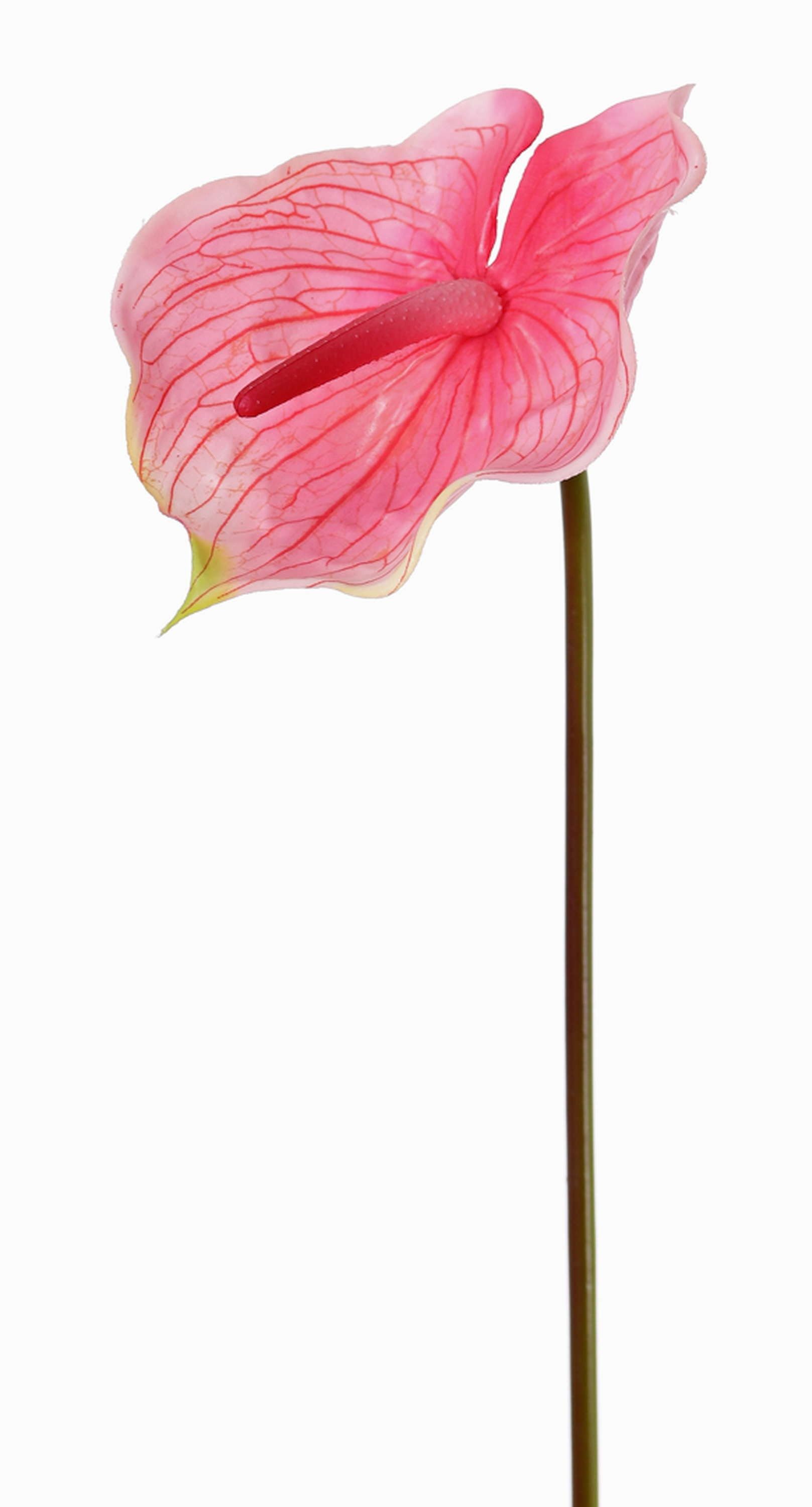 Kunstblume Textilblume Flamingoblume Moira, pink-rosa, 75cm, 13x20cm Flamingoblume, artplants, Höhe 75.0 cm