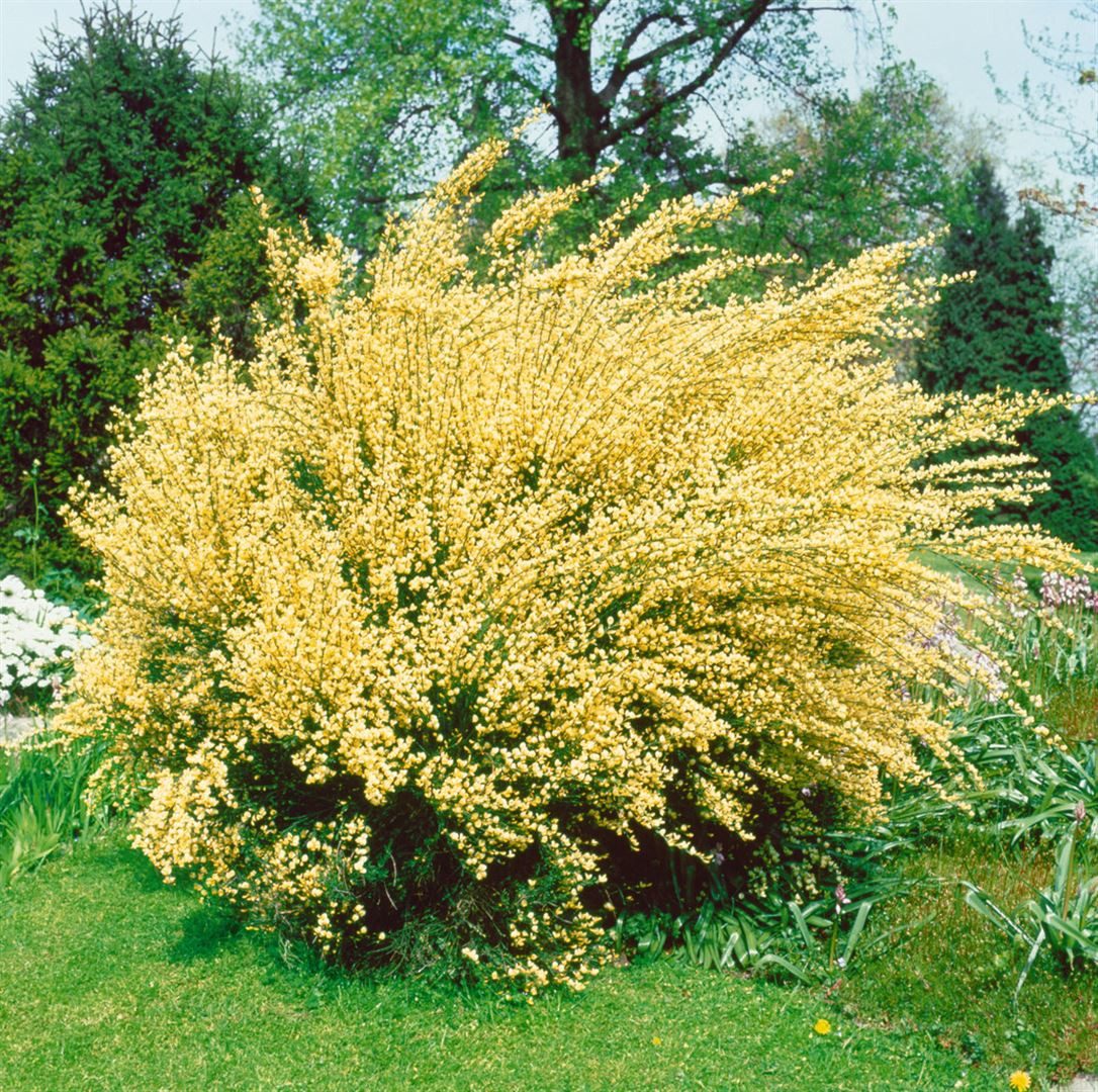 Pflanzen für Dich Gehölze Cytisus praecox, 1 St., Frühlings-Ginster, Elfenbeinginster