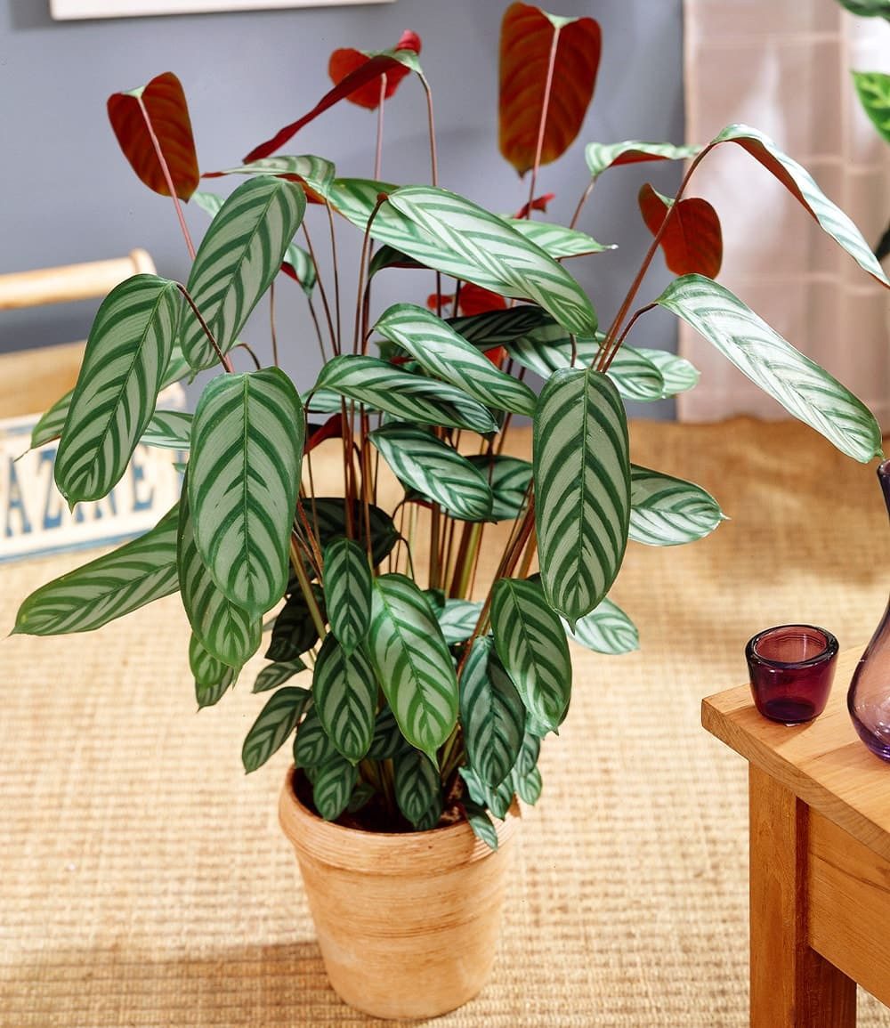 BALDUR Garten Zimmerpflanze Korbmarante 'Compact Star', 1 St., Blattschmuckpflanze, pflegeleicht
