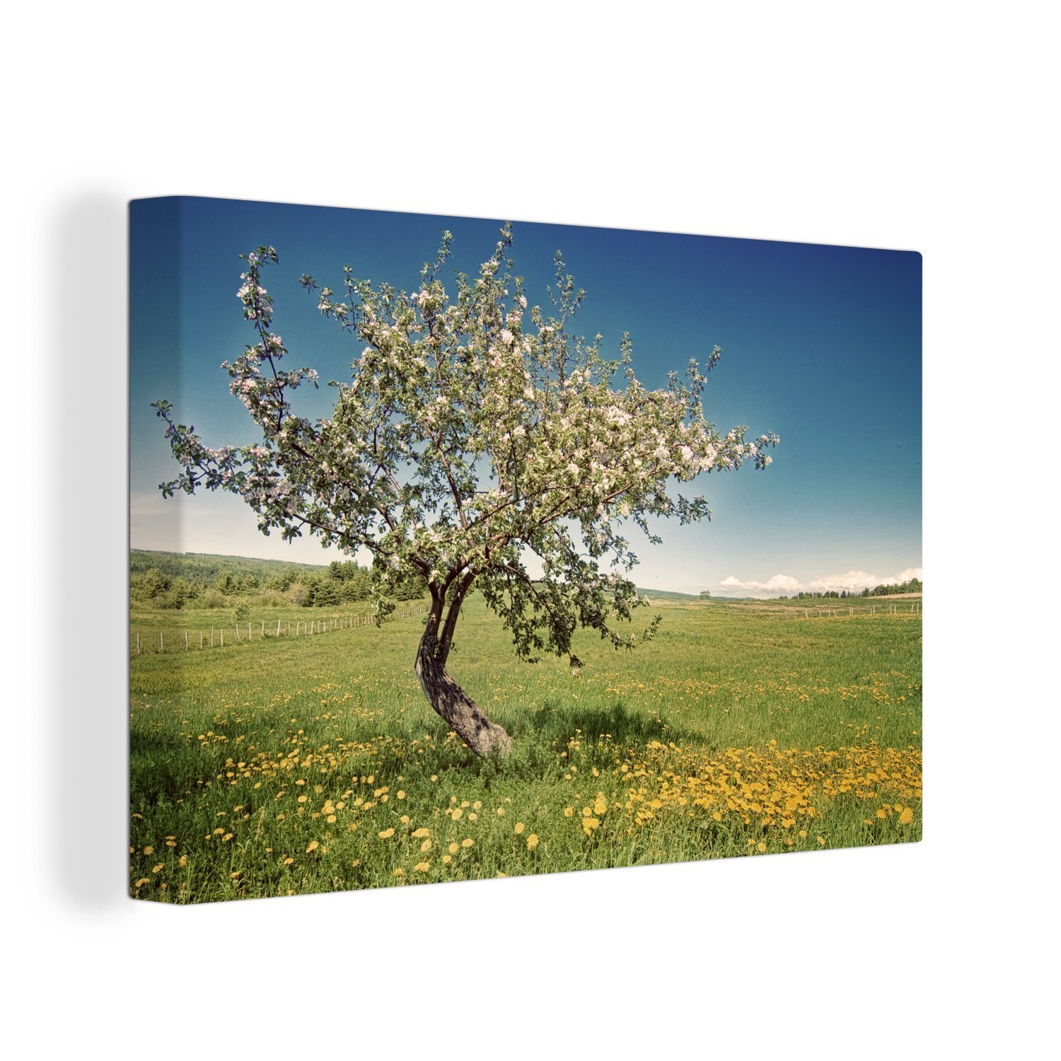 OneMillionCanvasses® Leinwandbild Apfelbaum - Frühling - Blumen, (1 St), Wandbild Leinwandbilder, Aufhängefertig, Wanddeko, 30x20 cm