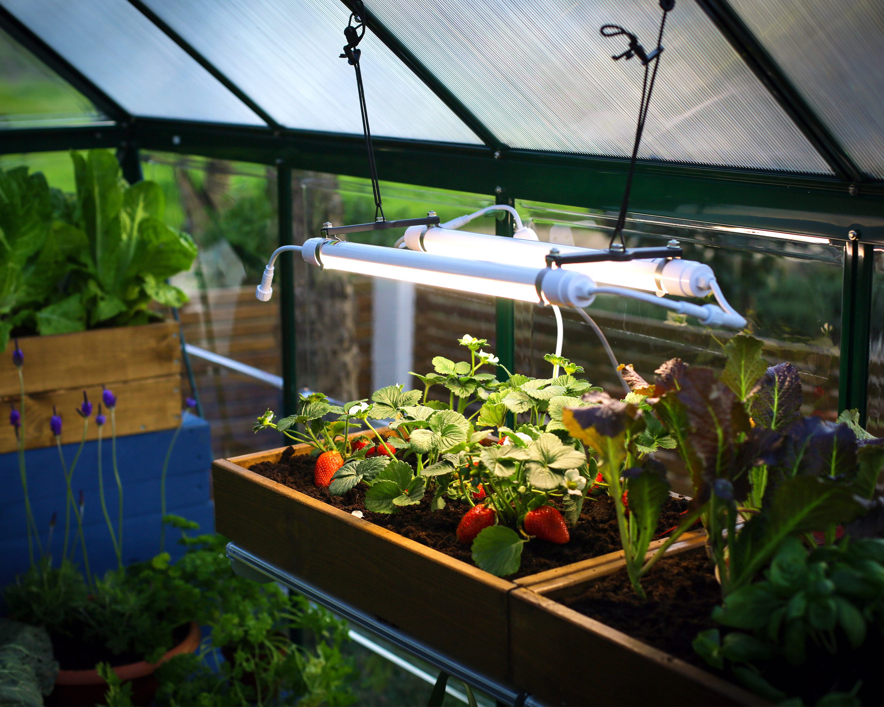 Palram - Canopia LED Gartenleuchte Brighton, LED fest integriert, Neutralweiß, LED-UV-Wachstumslicht für Gewächshäuser
