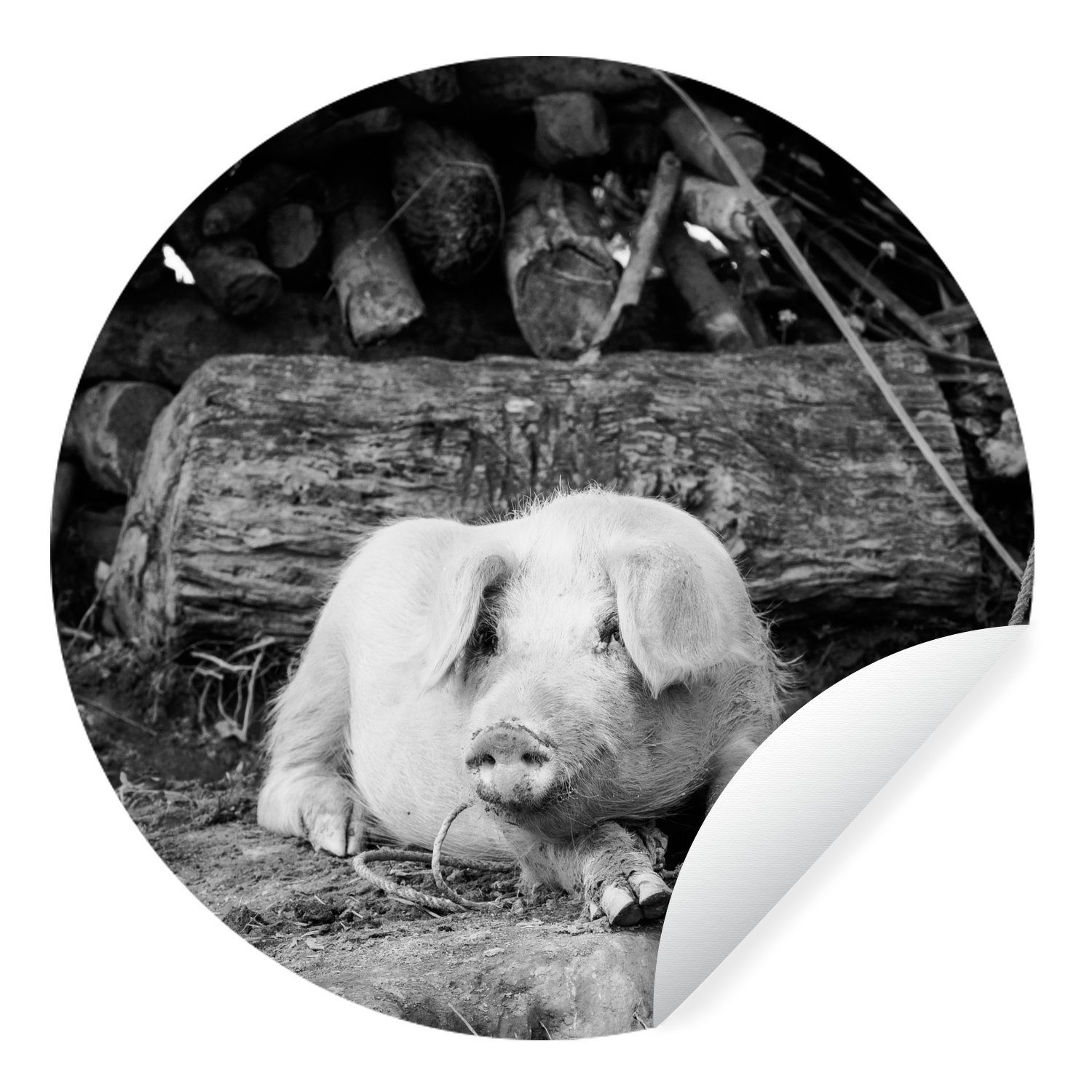 MuchoWow Wandsticker Lügenschwein - schwarz und weiß (1 St), Tapetenkreis für Kinderzimmer, Tapetenaufkleber, Rund, Wohnzimmer