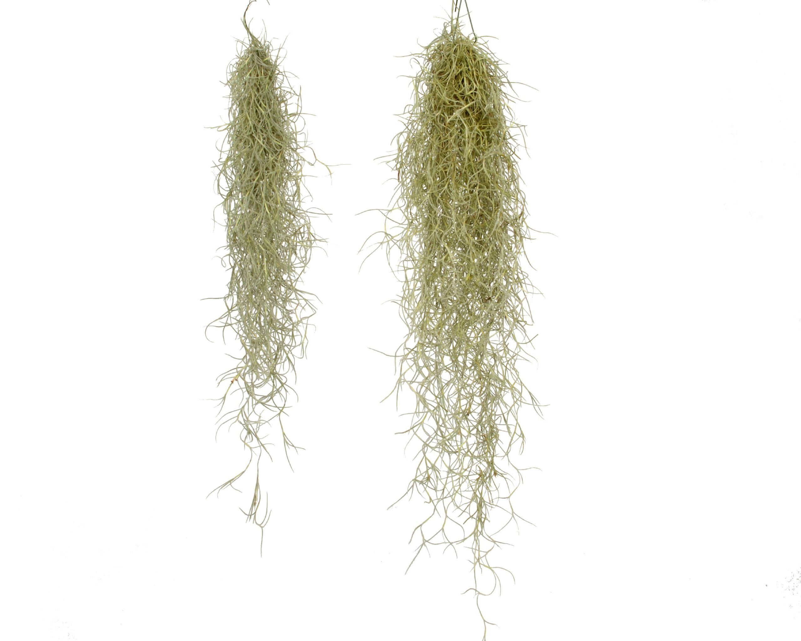 Moos (1 Tillandsia Hängedekoration St) Spanisches XL meinvipshop Luftpflanze