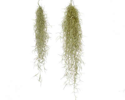 meinvipshop Hängedekoration Tillandsia Luftpflanze Spanisches Moos XL (1 St)
