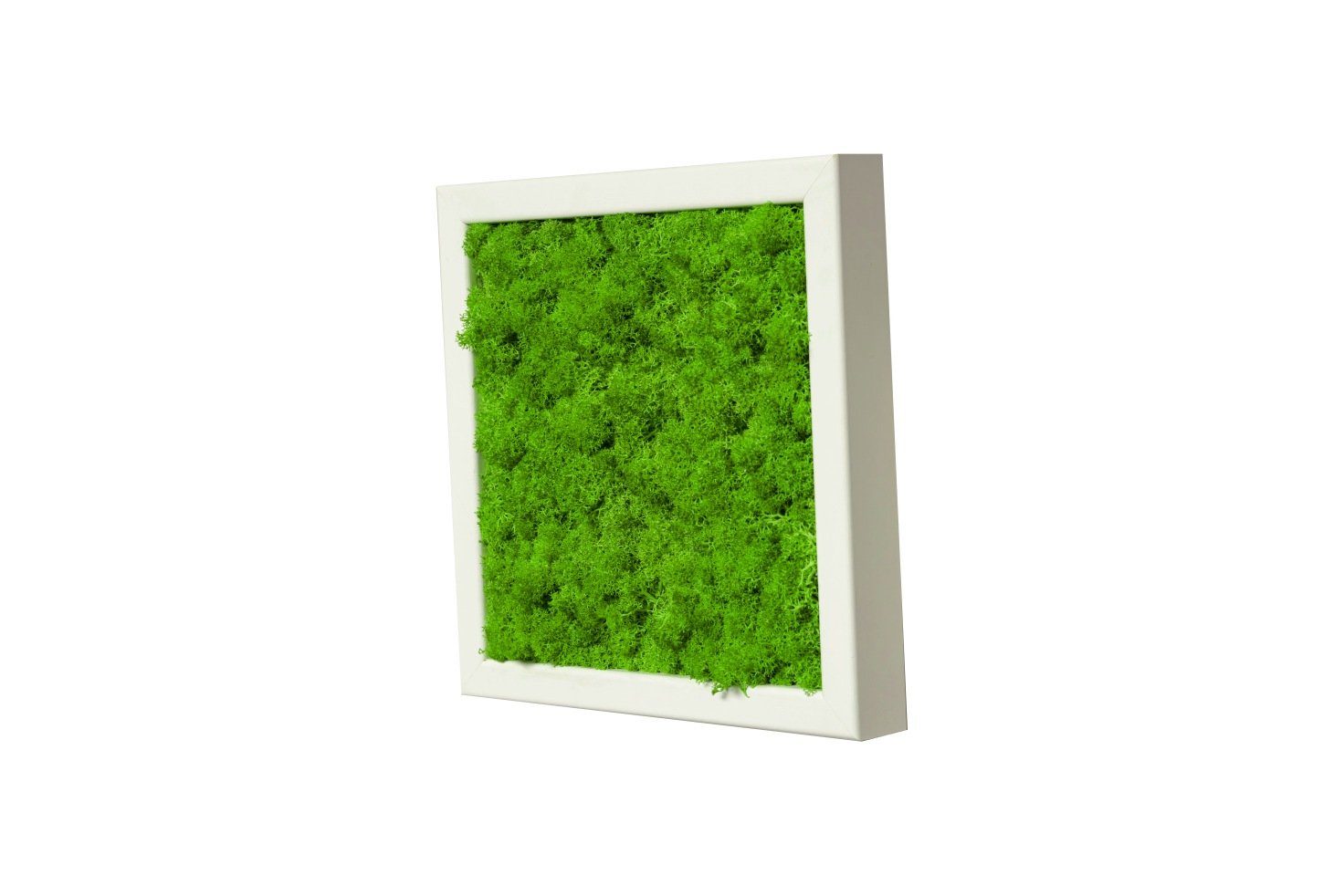 Moos-Design Bild Moosbild Iceland Design mit 100% Islandmoos