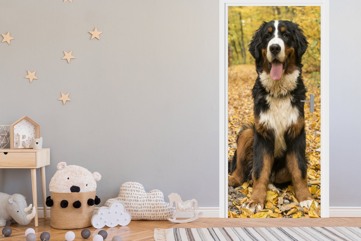 mit Matt, 75x205 bedruckt, Sennenhund Türtapete für Berner cm MuchoWow Herbstlaub, Tür, (1 Türaufkleber, Ein Fototapete schönem St),