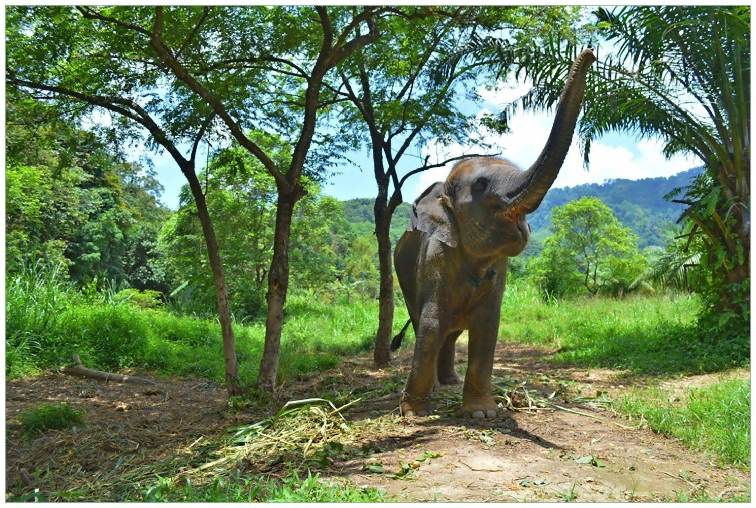 Wallario Glasbild, Junger Elefant im Dschungel, in verschiedenen  Ausführungen