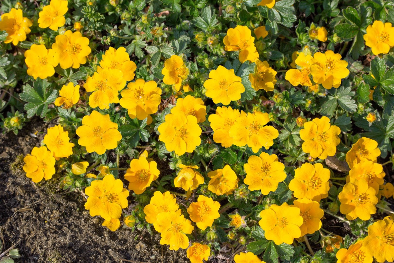 Pflanzen für Dich Почвопокровные растения Potentilla aurea, 1 St., Gold-Fingerkraut, Gold-Fingerstrauch, gelbblühend, bodendecker