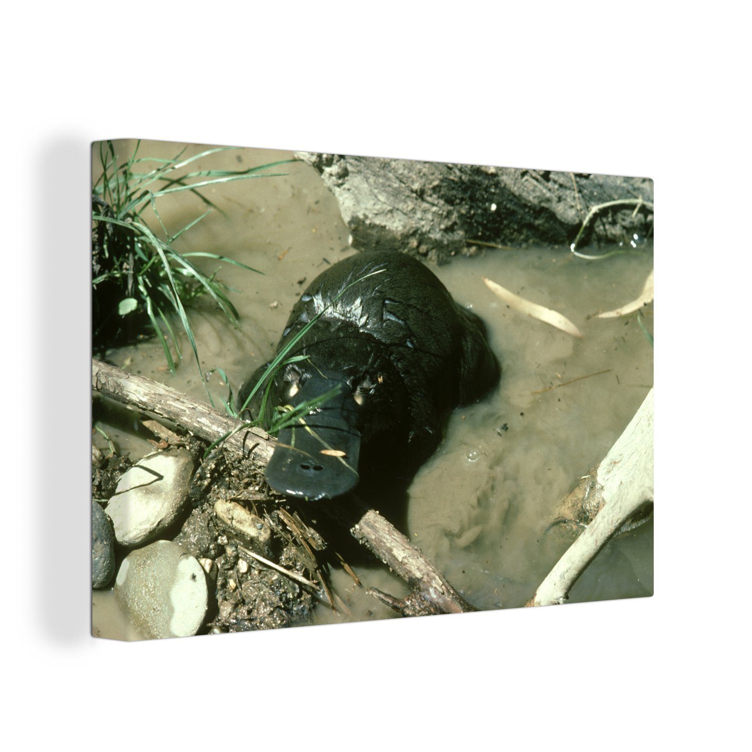 OneMillionCanvasses® Leinwandbild Schnabeltier - Sand - Wasser, (1 St), Wandbild Leinwandbilder, Aufhängefertig, Wanddeko, 30x20 cm