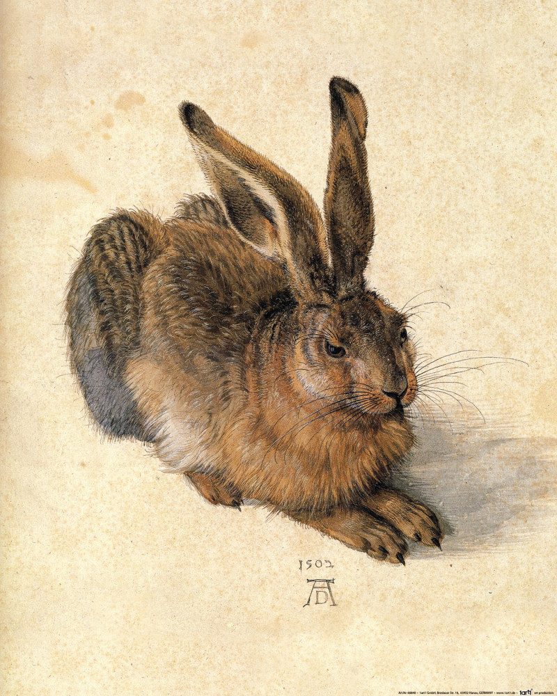 1art1 Poster Albrecht Dürer Kunstdruck Bild - Junger Feldhase, 1502 (50 x 4 günstig online kaufen