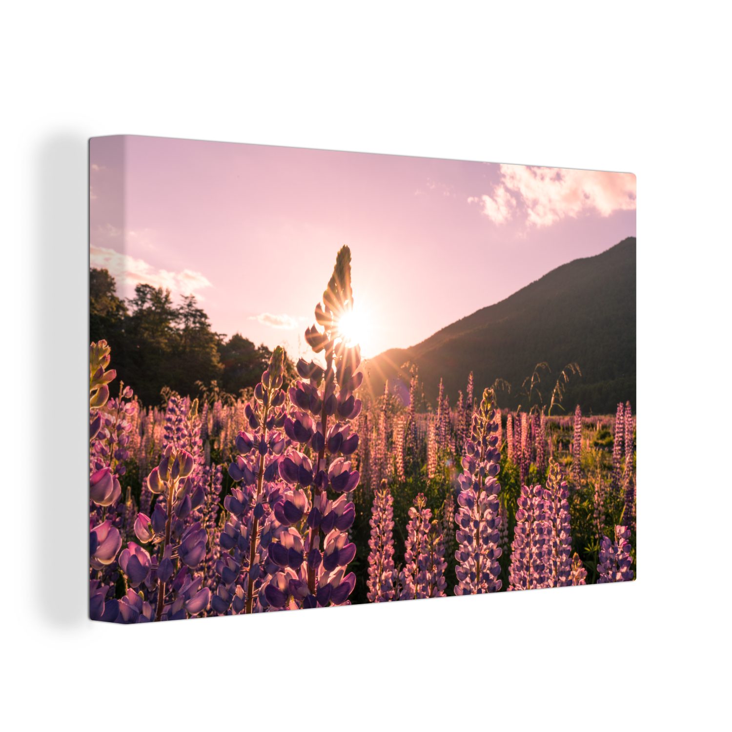 OneMillionCanvasses® Leinwandbild Wilde (1 Wanddeko, in cm 30x20 Leinwandbilder, Fiordland-Nationalpark Wandbild St), Ozeanien, Aufhängefertig, im Lupine