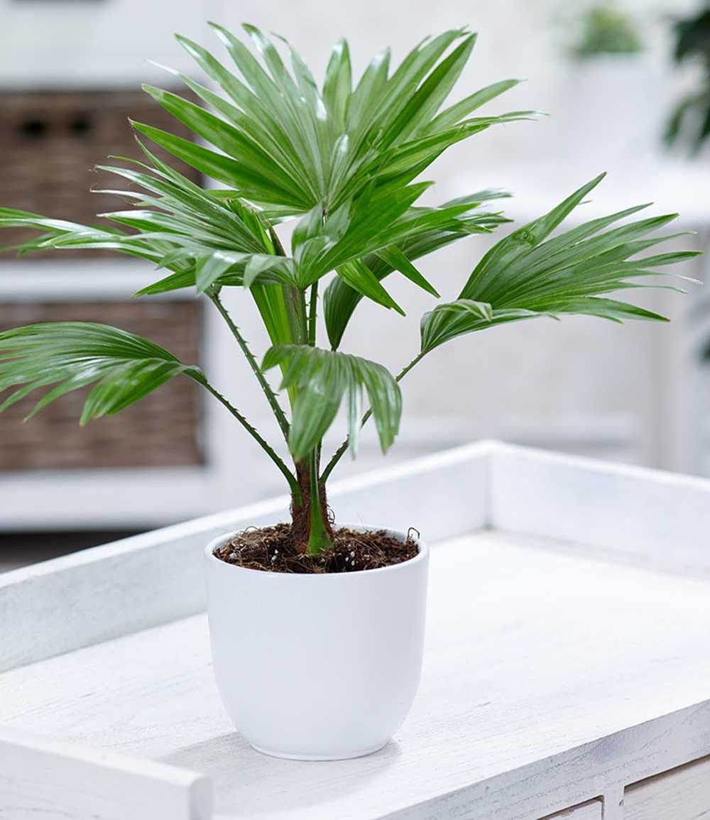 Zimmerpflanze Palme 'Livistona Rotundifolia'