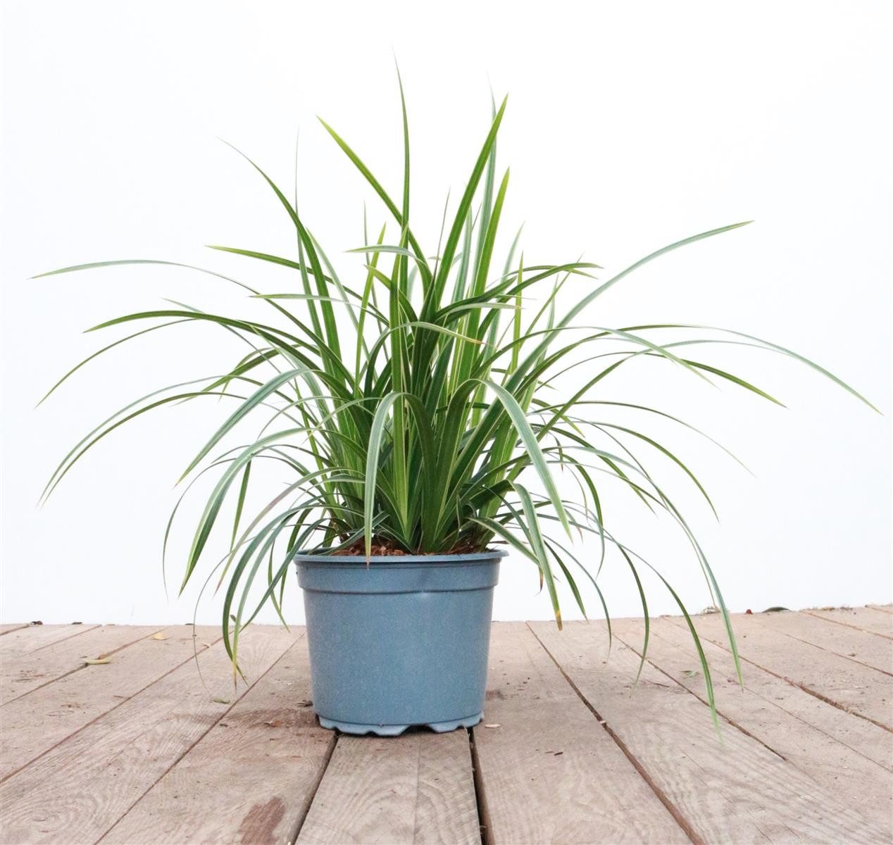 Pflanzen für Dich Gräser Carex morrowii Ice Dance, 1 St., Japan-Segge, Morrow-Segge, zweifarbig, bodendecker