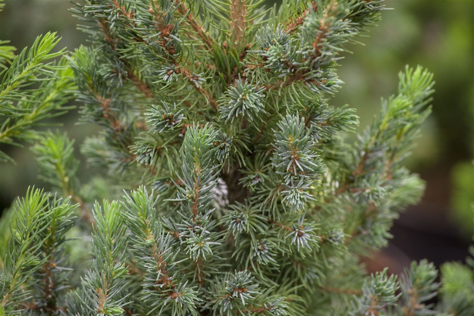 Pflanzen für Dich Konifere Picea glauca Blue Wonder, 1 St., Weißfichte, Blaue Fichte, blaugrau, kompaktwüchsig