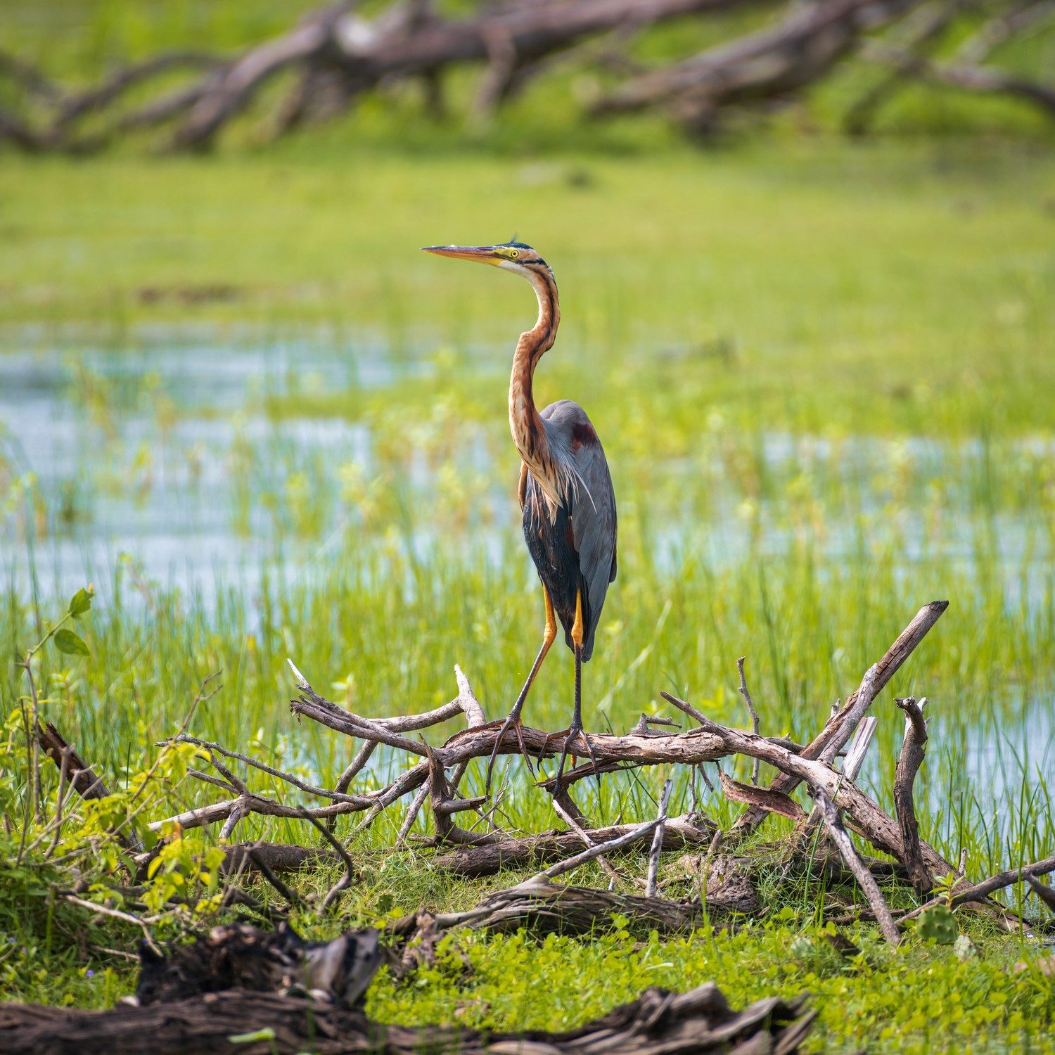 Wallario Möbelfolie Graureiher am Wasser