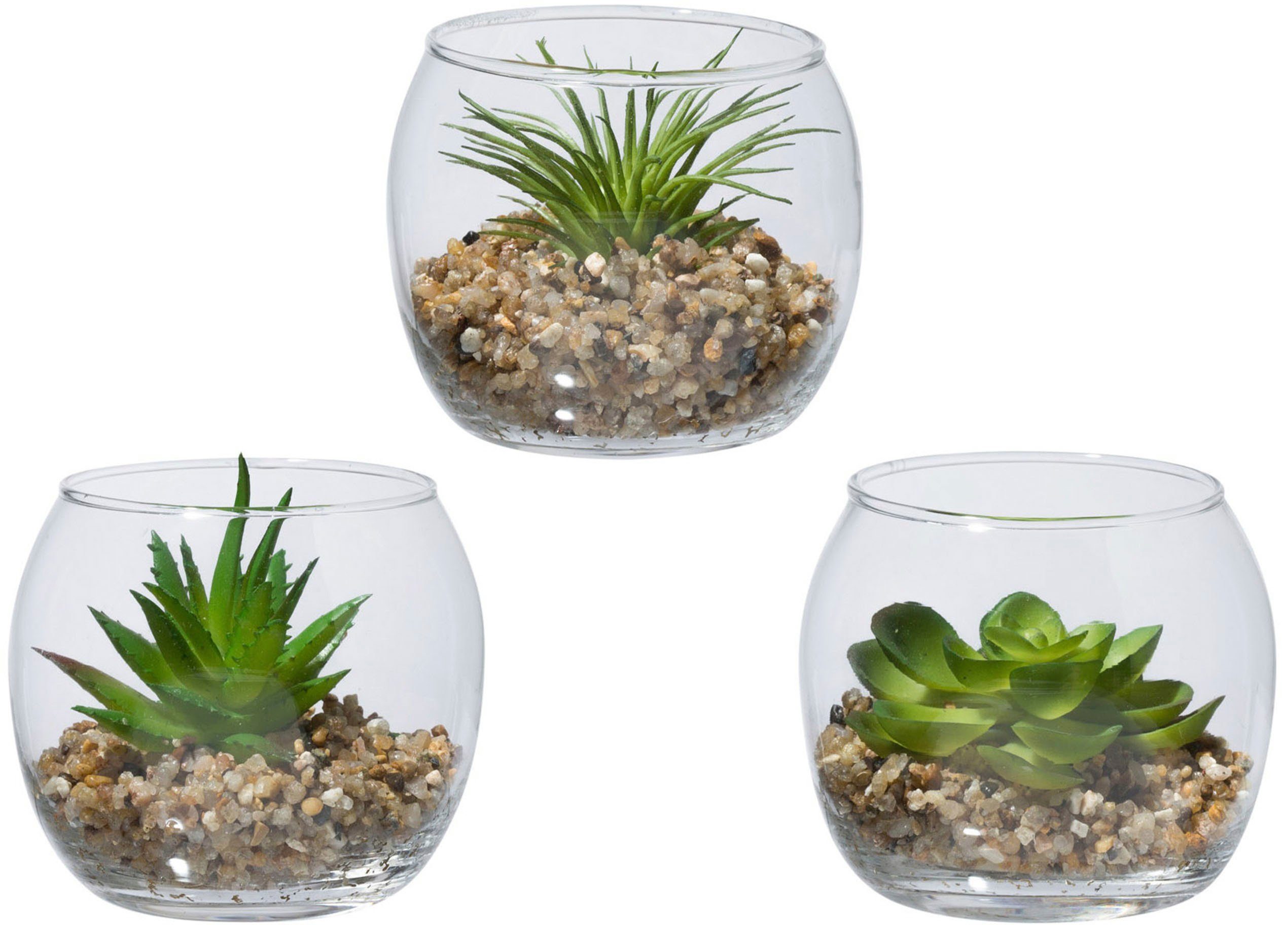 Kunstpflanze Sukkulenten Sukkulenten, Creativ green, Glasgefäß im Höhe Set, cm, im 7,8