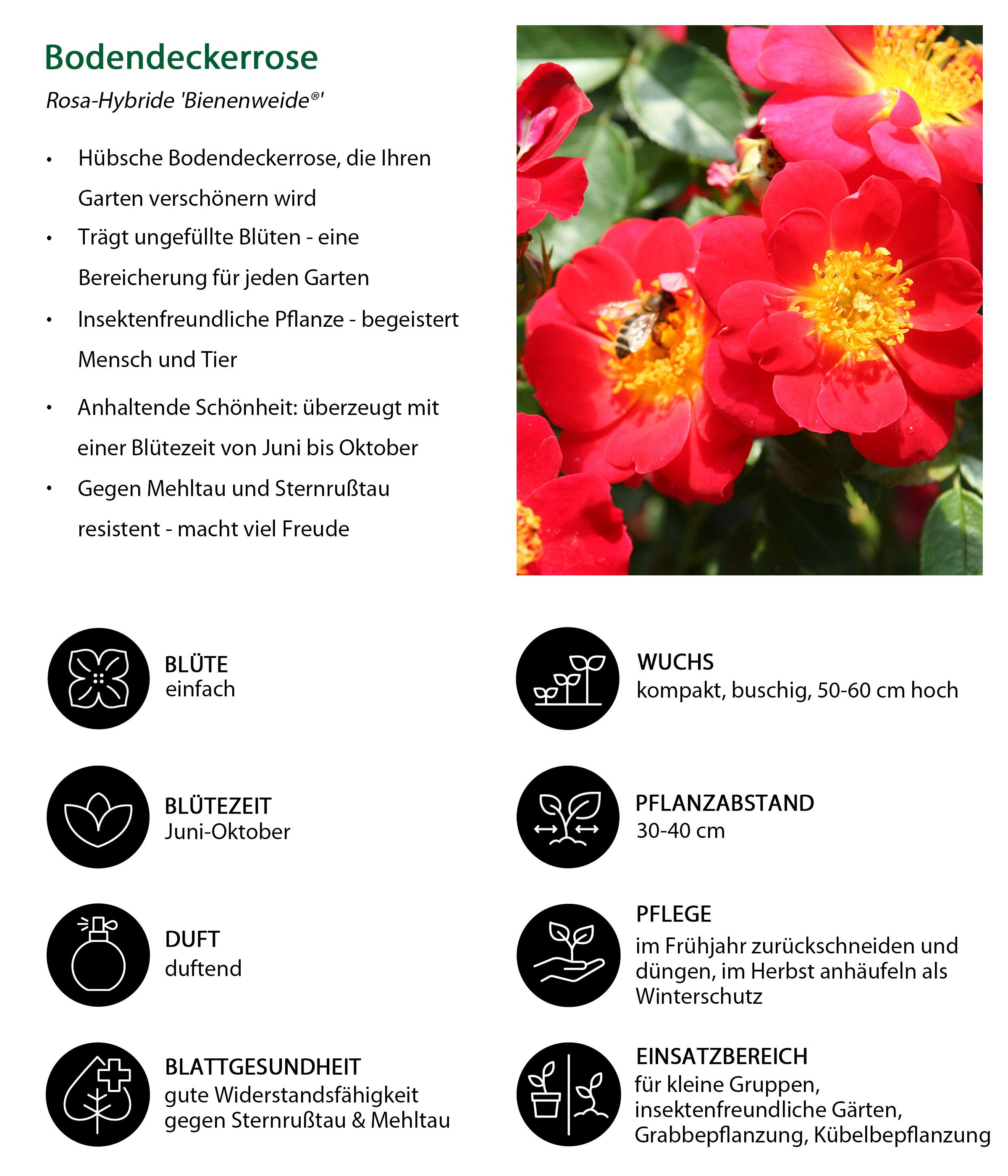 Dehner Rose Bodendeckerrose Bienenweide®, rote Schalenblüten, insektenfreundlich, 4 l Topf, Züchter Tantau