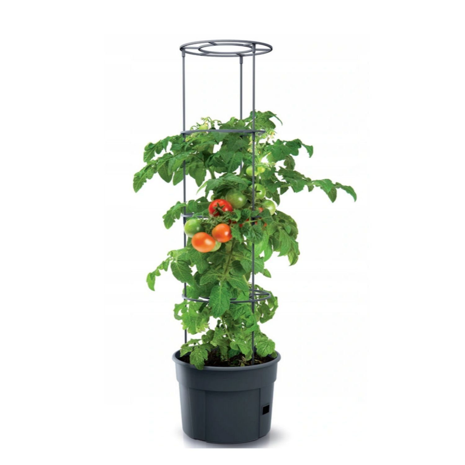 Prosperplast Pflanzkübel IPOM300-S433, Topf für Tomatenpflanze 12L Tomatenzüchter