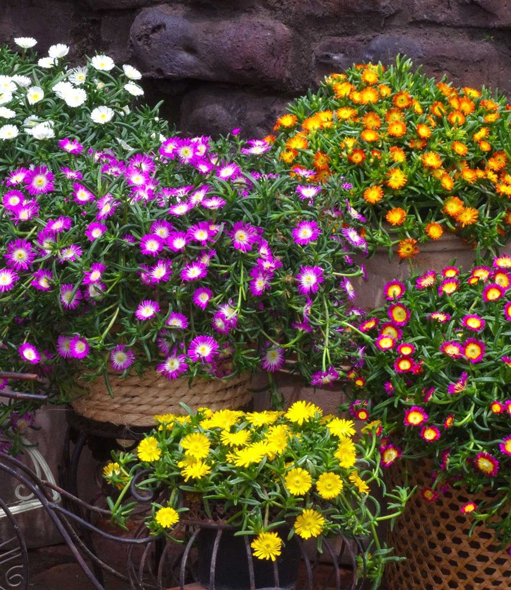 BALDUR Garten Bodendecker Winterharte Eisblume 'Golden Wonder', 3 St., Mittagsblume, reichblühend, winterhart, mehrjährig, pflegeleicht