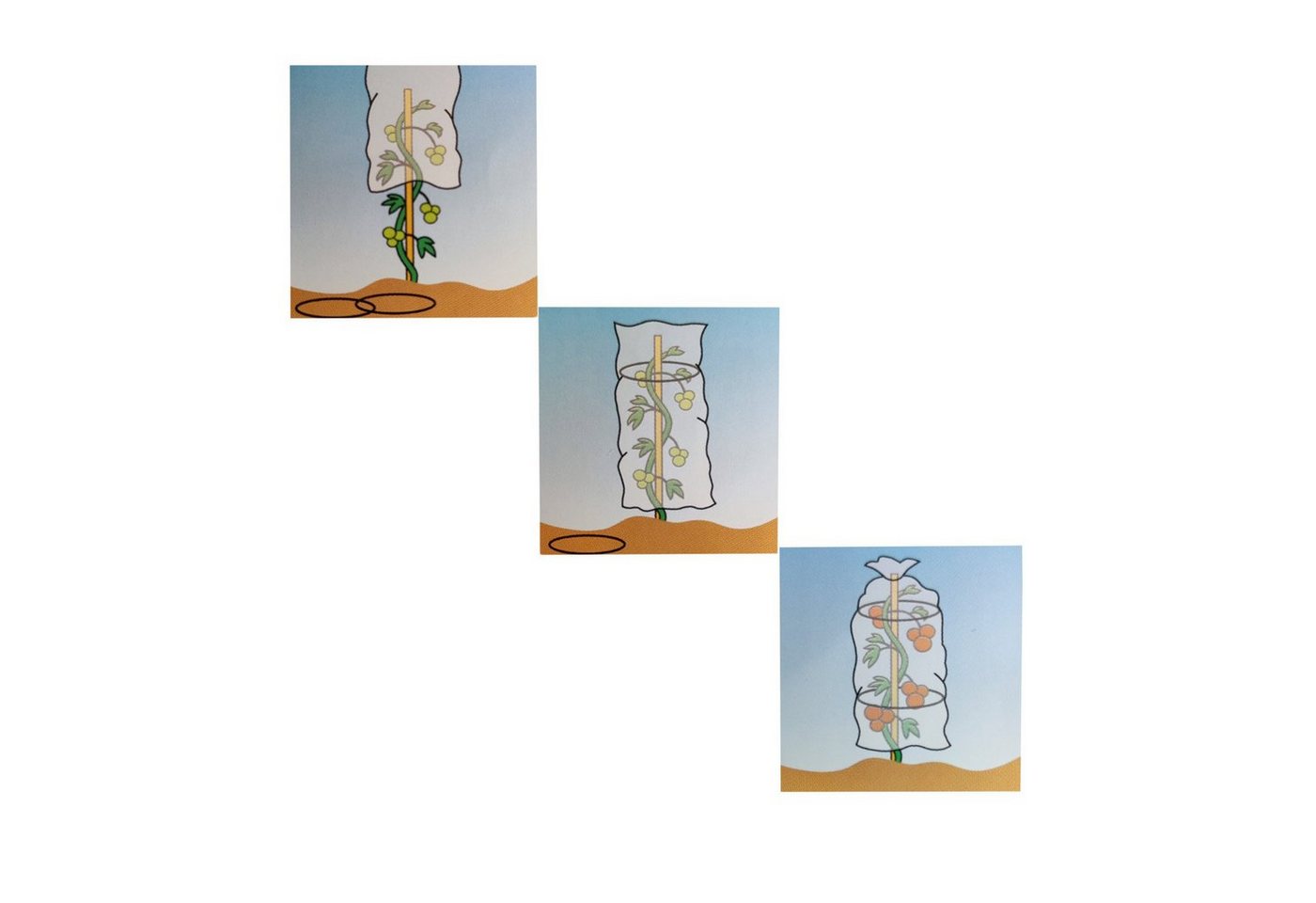 Thumbnail - Prima Flora Winterschutzhaube Tomatenreifhaube, 3er Set, gelocht, mit Abstandsringen (Set, 3-St., Tomatenreifehaube), Fr...