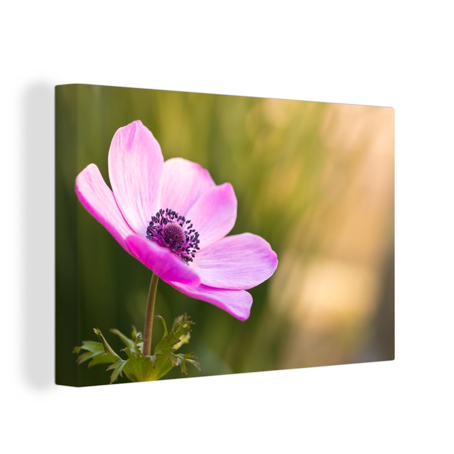 OneMillionCanvasses® Leinwandbild Makroaufnahme rosa Anemone, (1 St), Wandbild Leinwandbilder, Aufhängefertig, Wanddeko, 30x20 cm