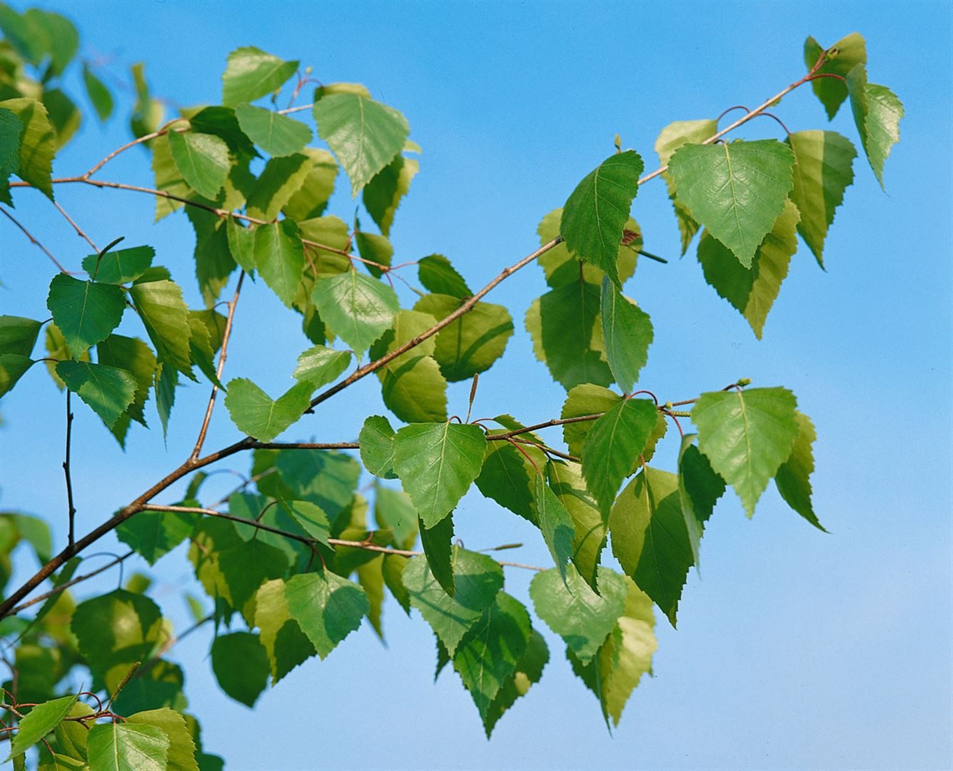 Pflanzen für Dich Gehölze Betula pendula, 1 St., Hängebirke, Sandbirke, Weißbirke, Warzenbirke