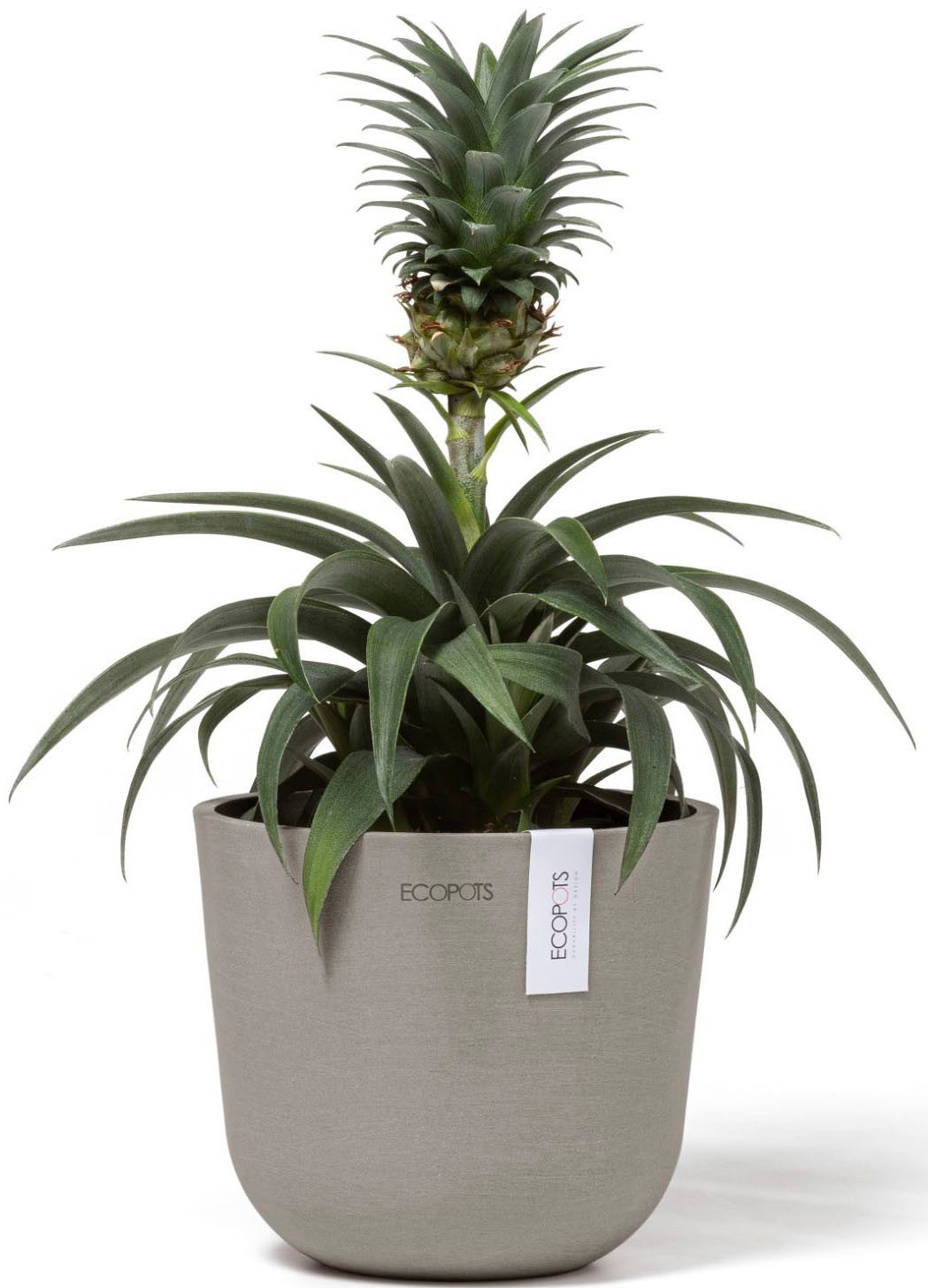 ECOPOTS Blumentopf Oslo Mini 16 Taupe, für den Innenbereich günstig online kaufen