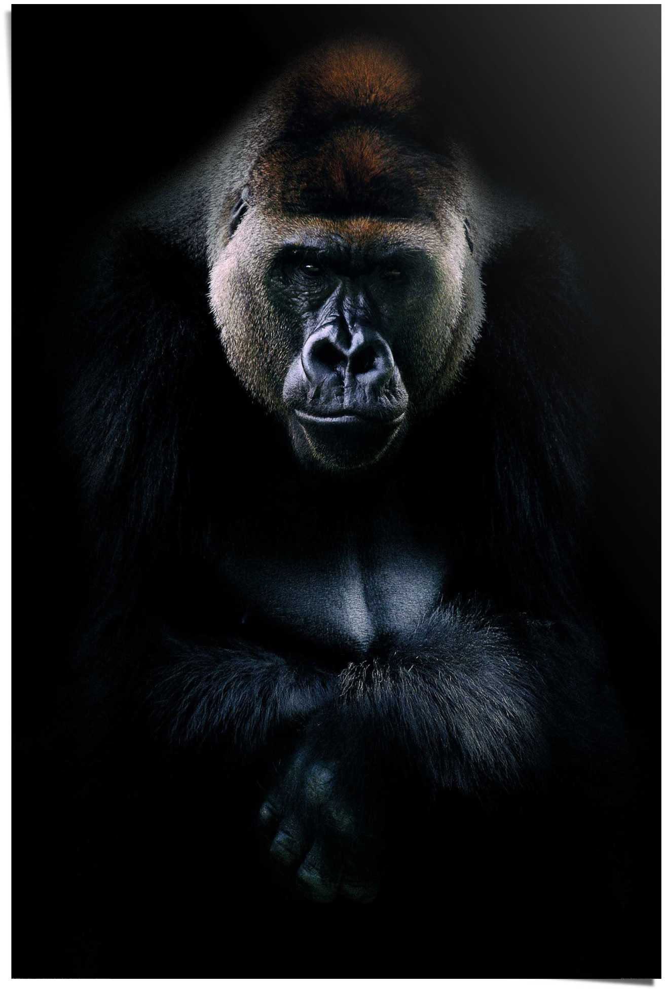 [Weiterhin beliebt] Reinders! Poster Gorilla Gorilla, St) (1