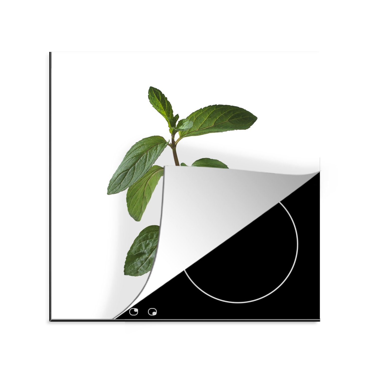 MuchoWow Herdblende-/Abdeckplatte Ein einsamer Zweig einer Minzpflanze, Vinyl, (1 tlg), 78x78 cm, Ceranfeldabdeckung, Arbeitsplatte für küche